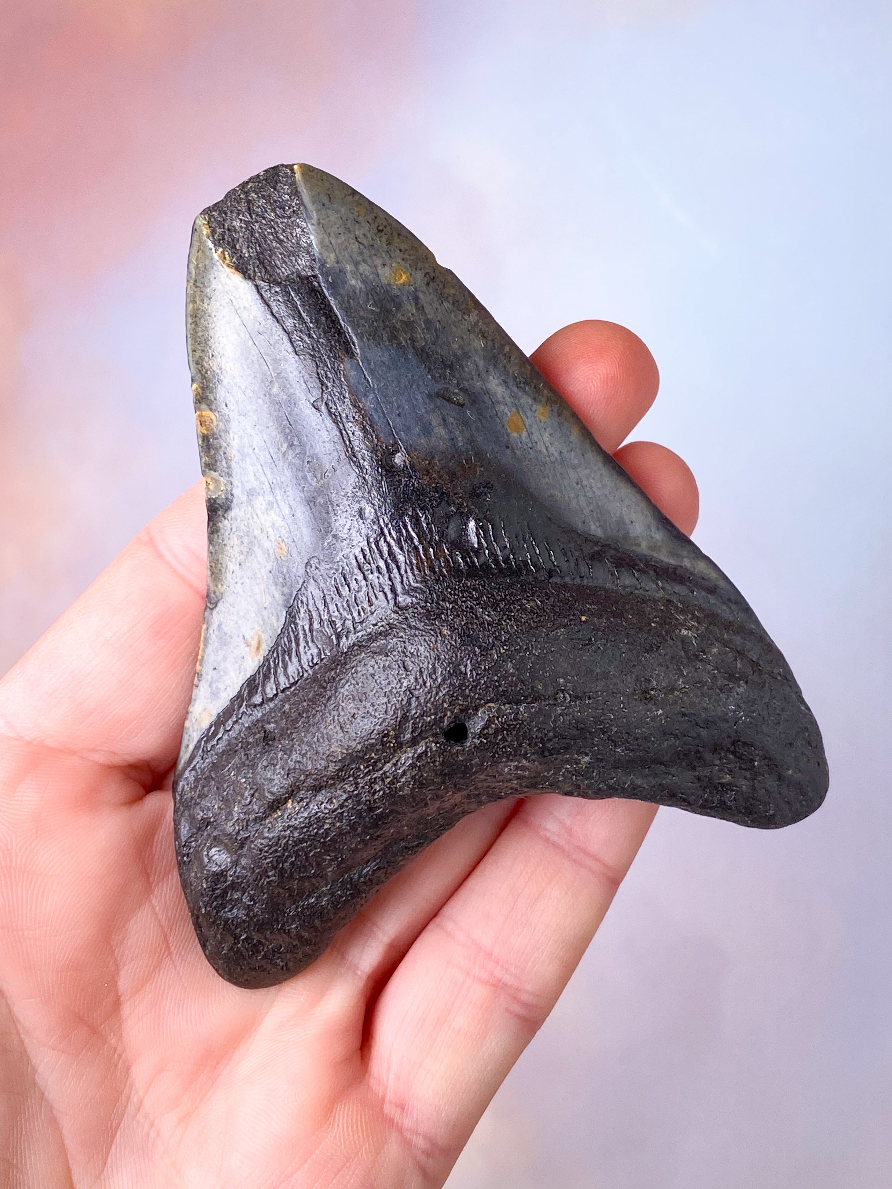 Megalodon Tand Fossil (Nr. 4)