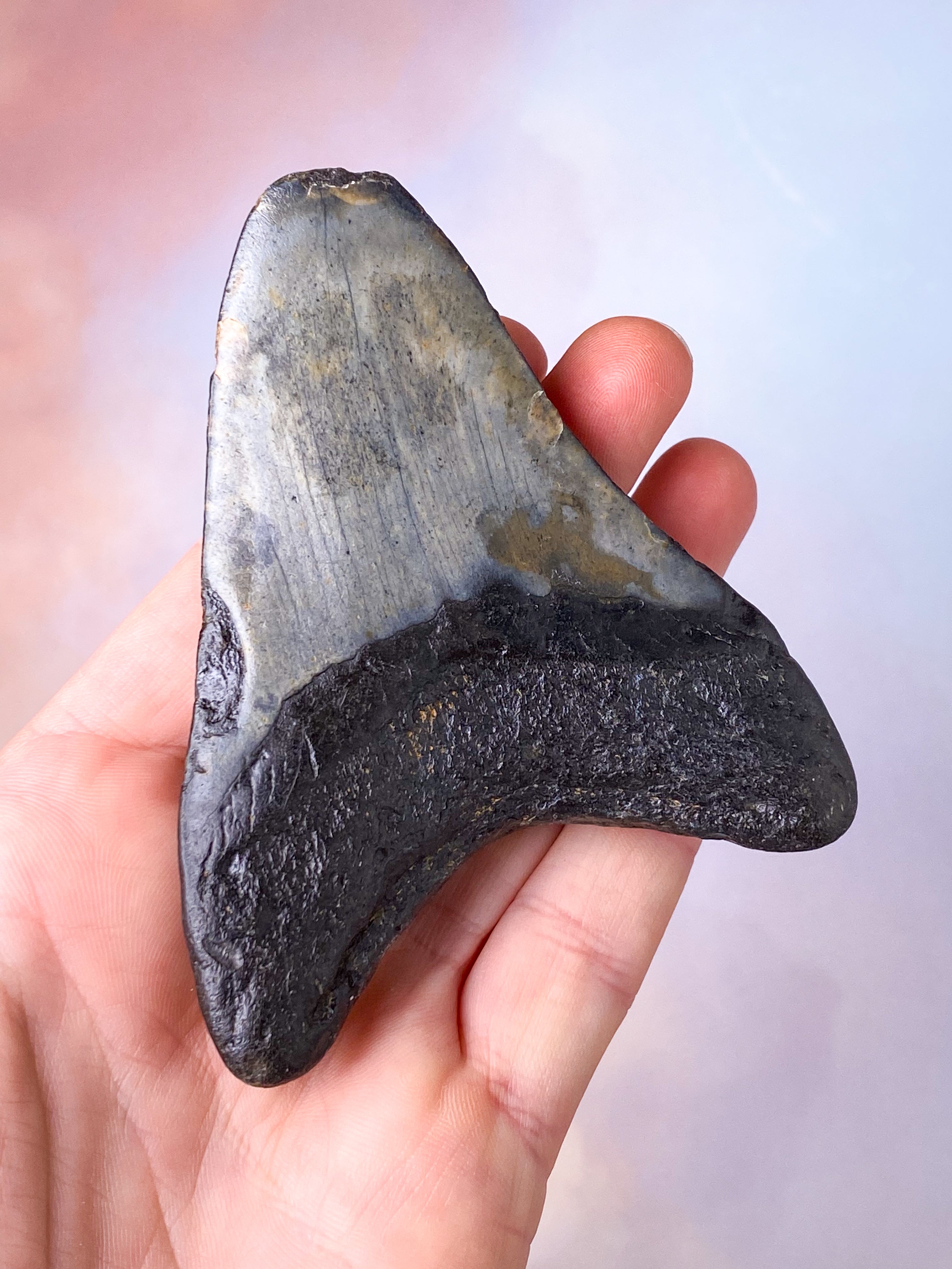 Megalodon Tand Fossil (Nr. 4)