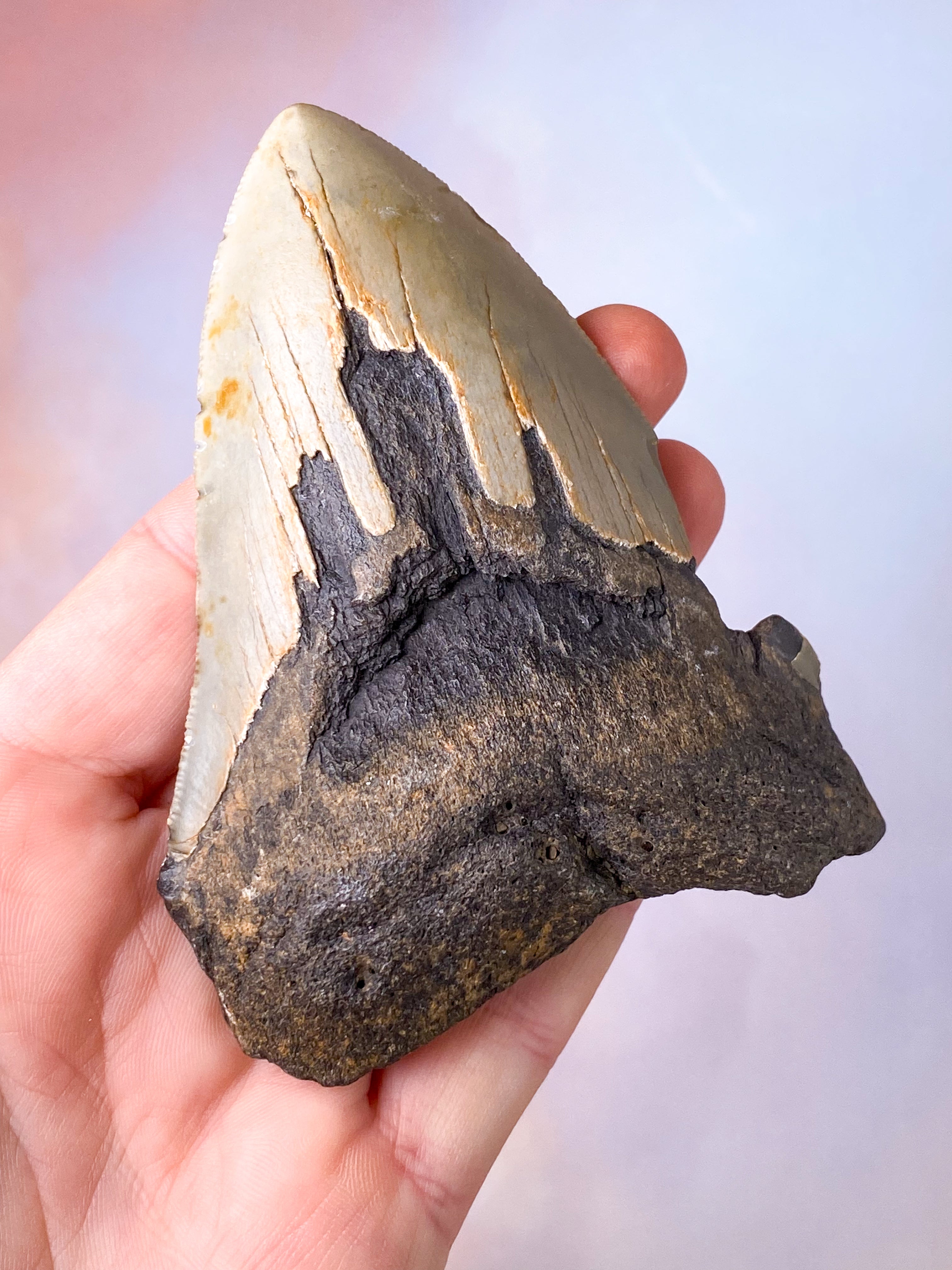 Megalodon Tand Fossil (Nr. 5)