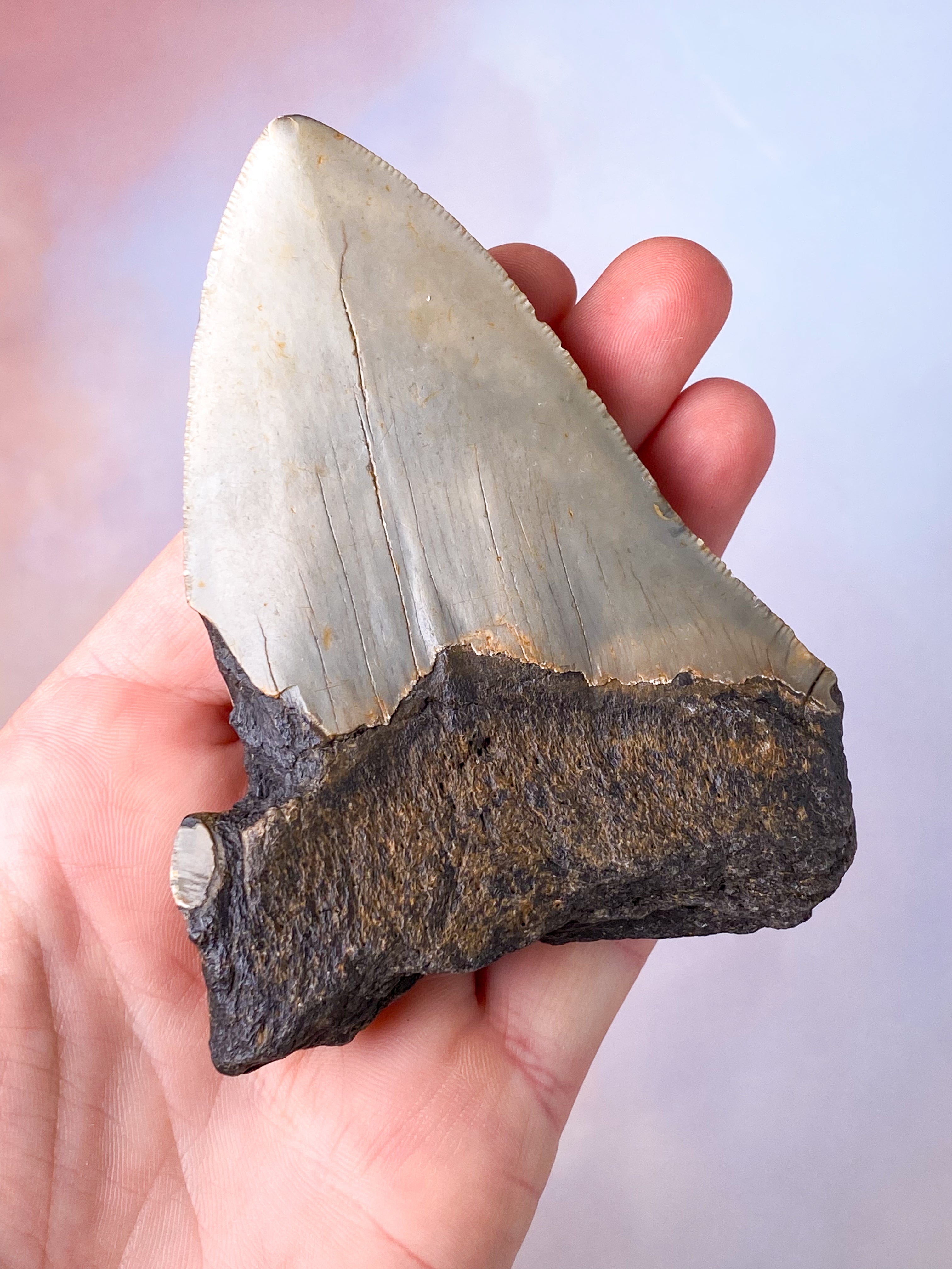 Megalodon Tand Fossil (Nr. 5)