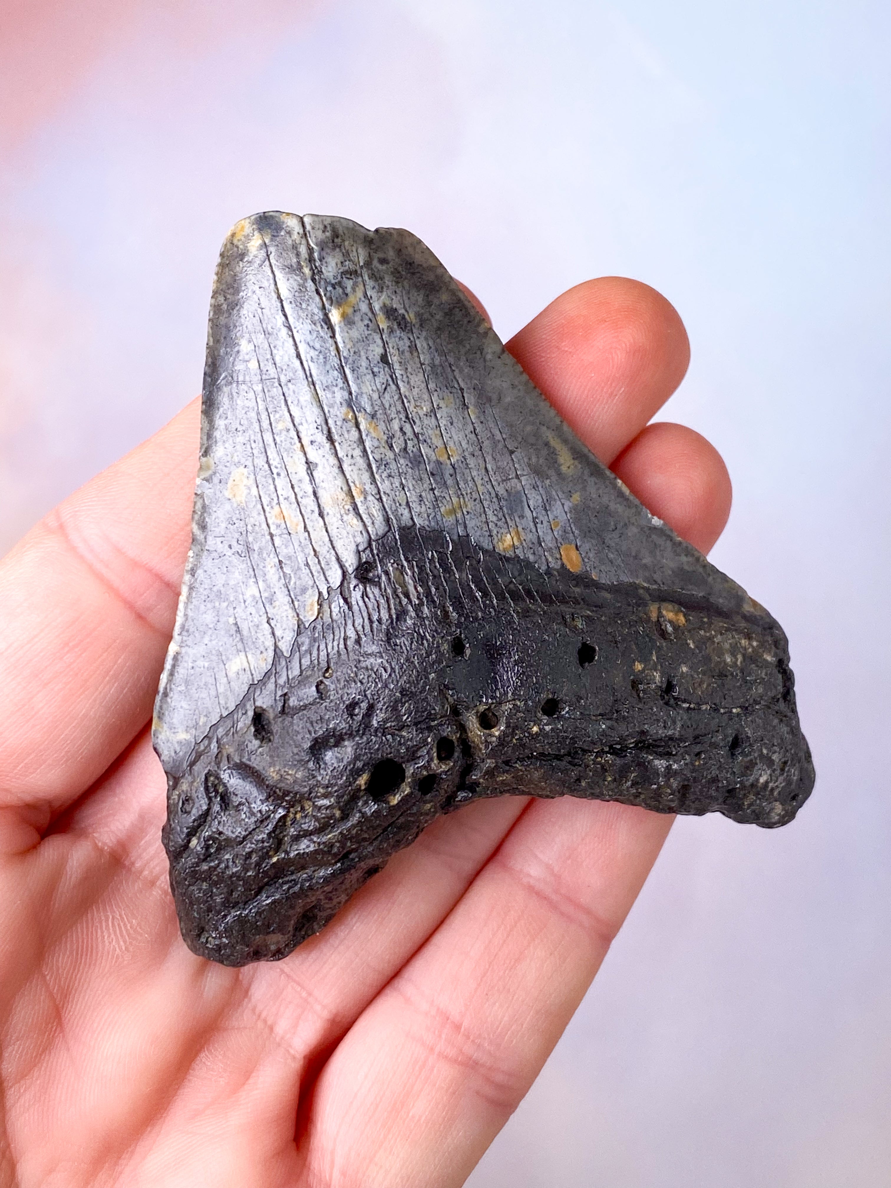 Megalodon Tand Fossil (Nr. 6)