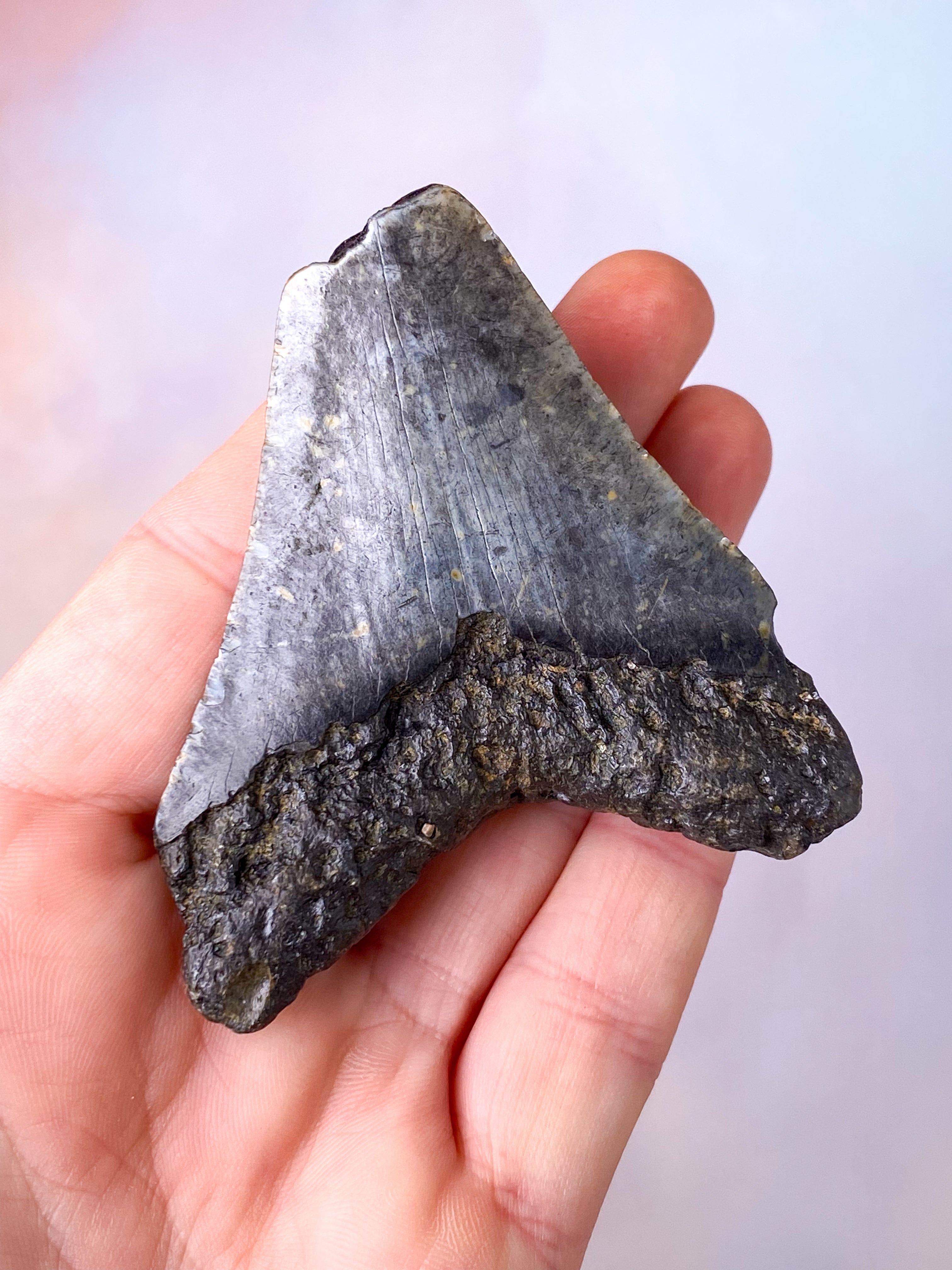 Megalodon Tand Fossil (Nr. 6)