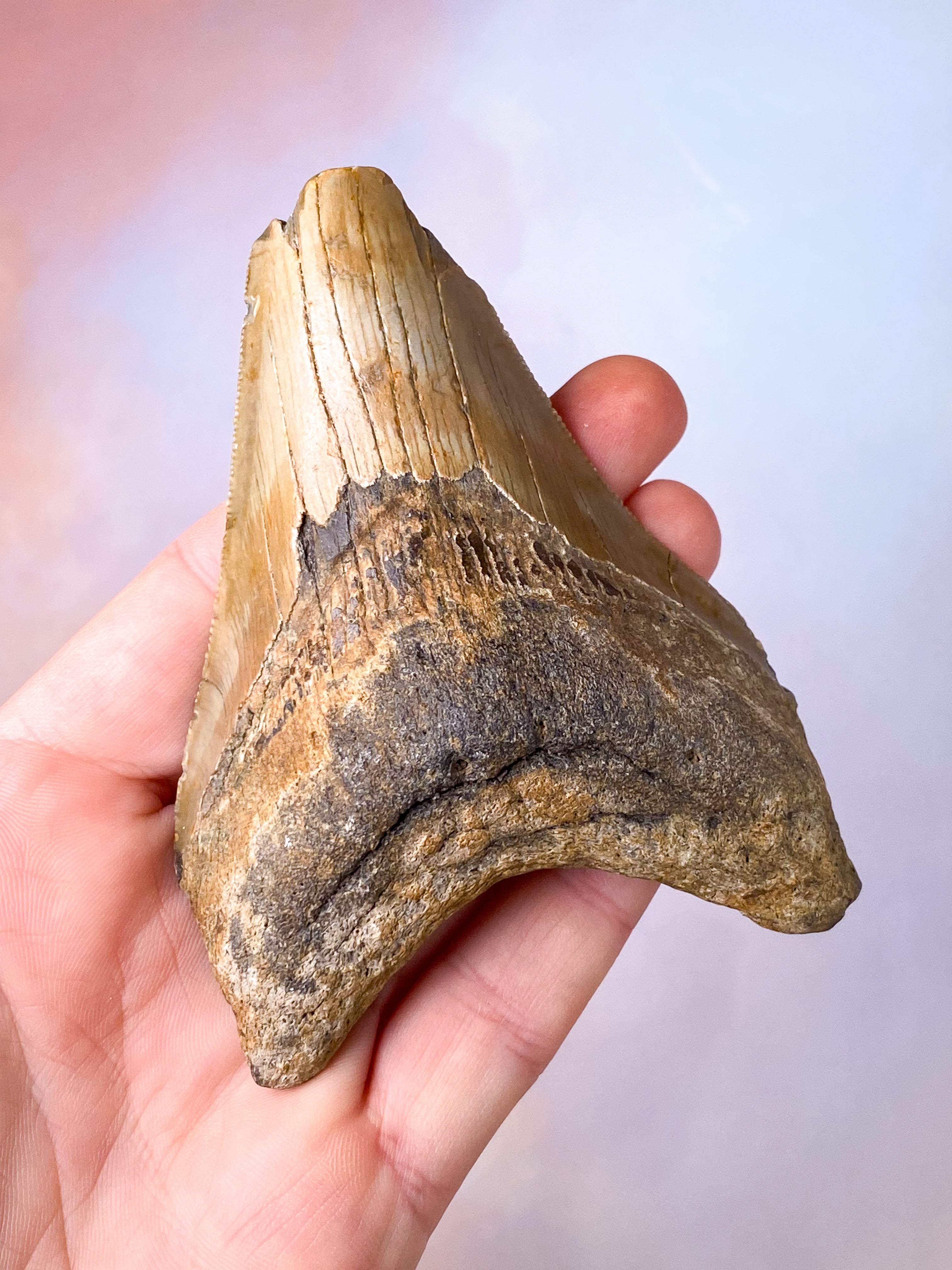 Megalodon Tand Fossil (Nr. 7)