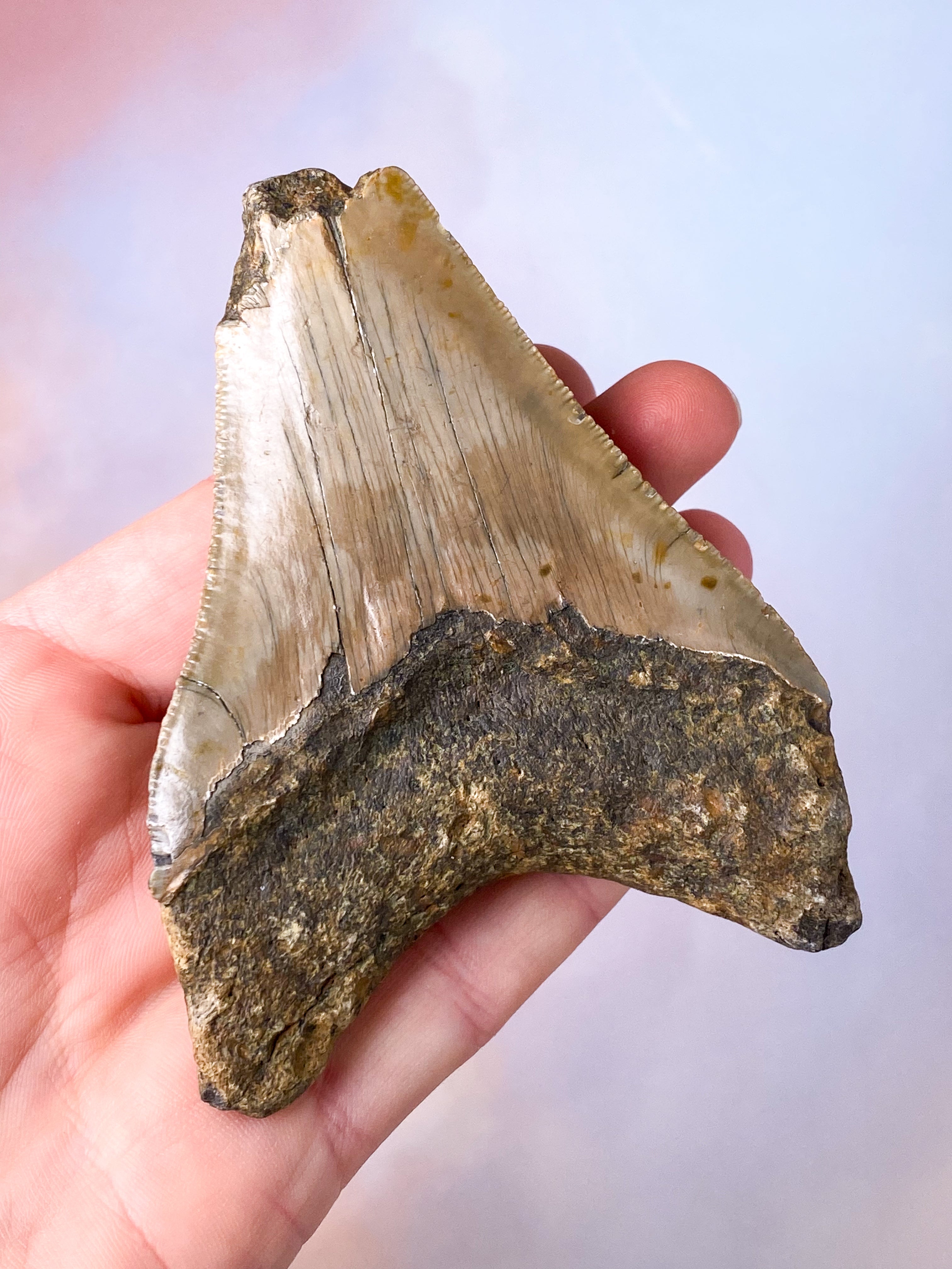 Megalodon Tand Fossil (Nr. 7)