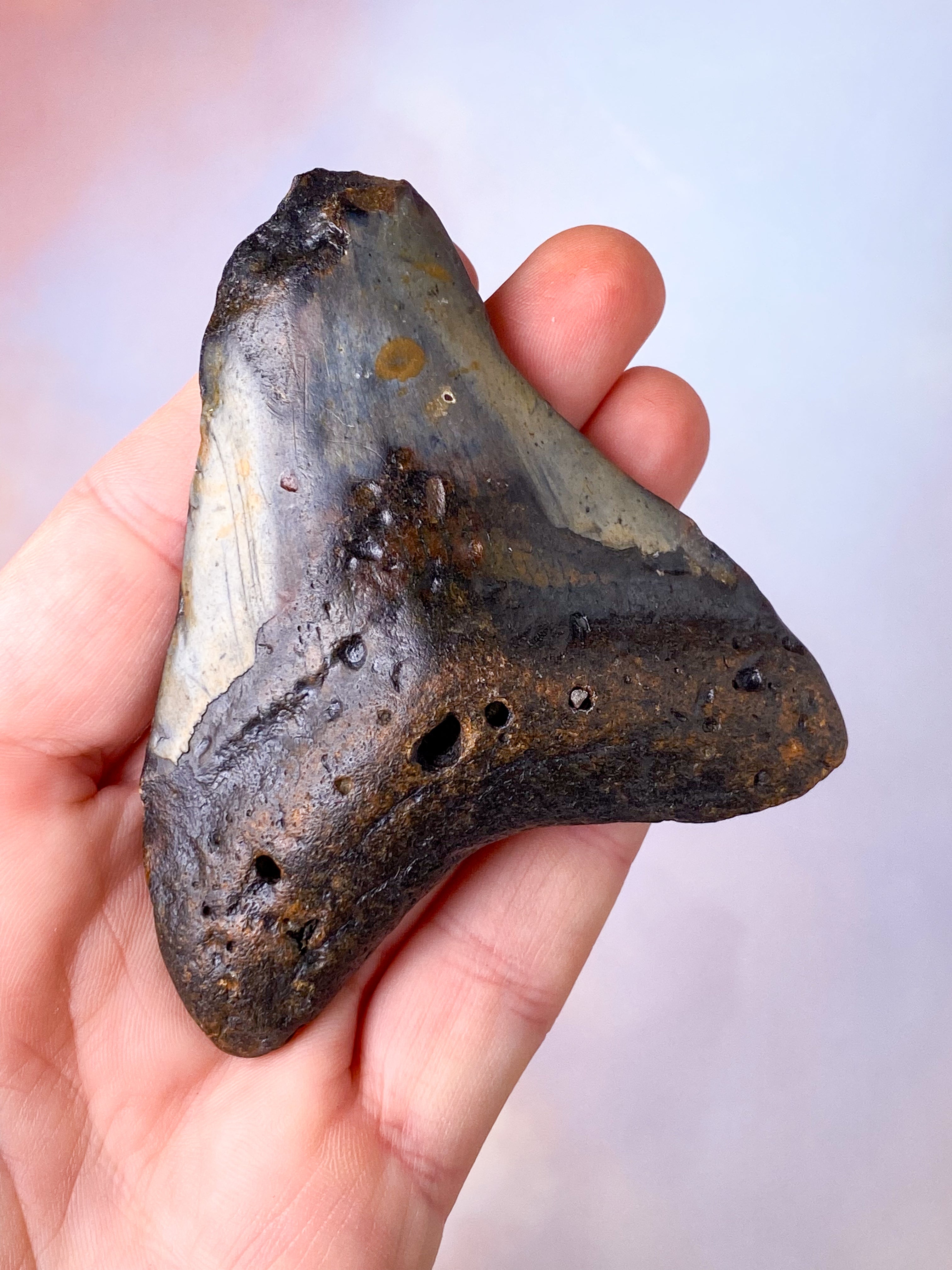 Megalodon Tand Fossil (Nr. 8)