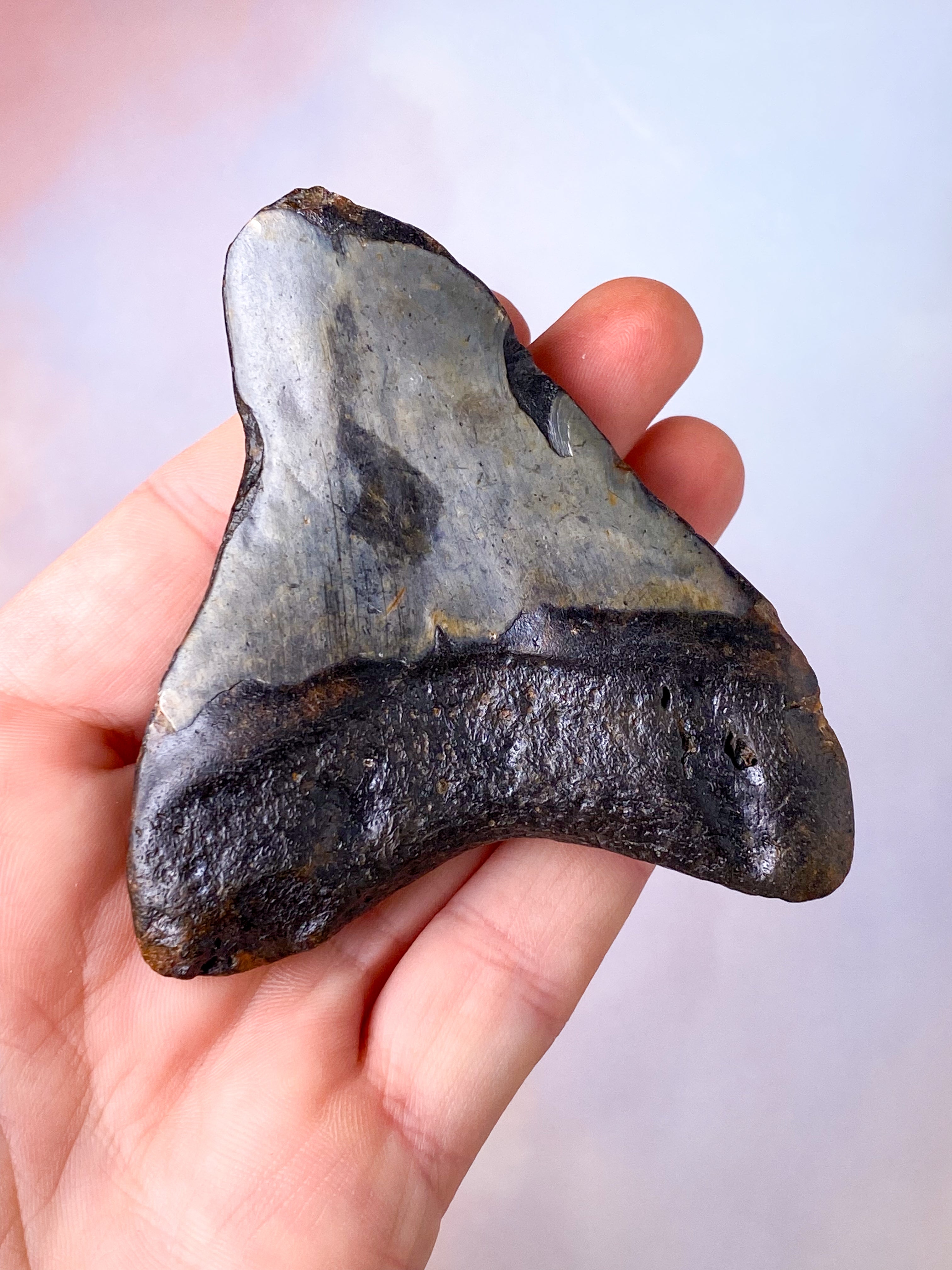 Megalodon Tand Fossil (Nr. 8)