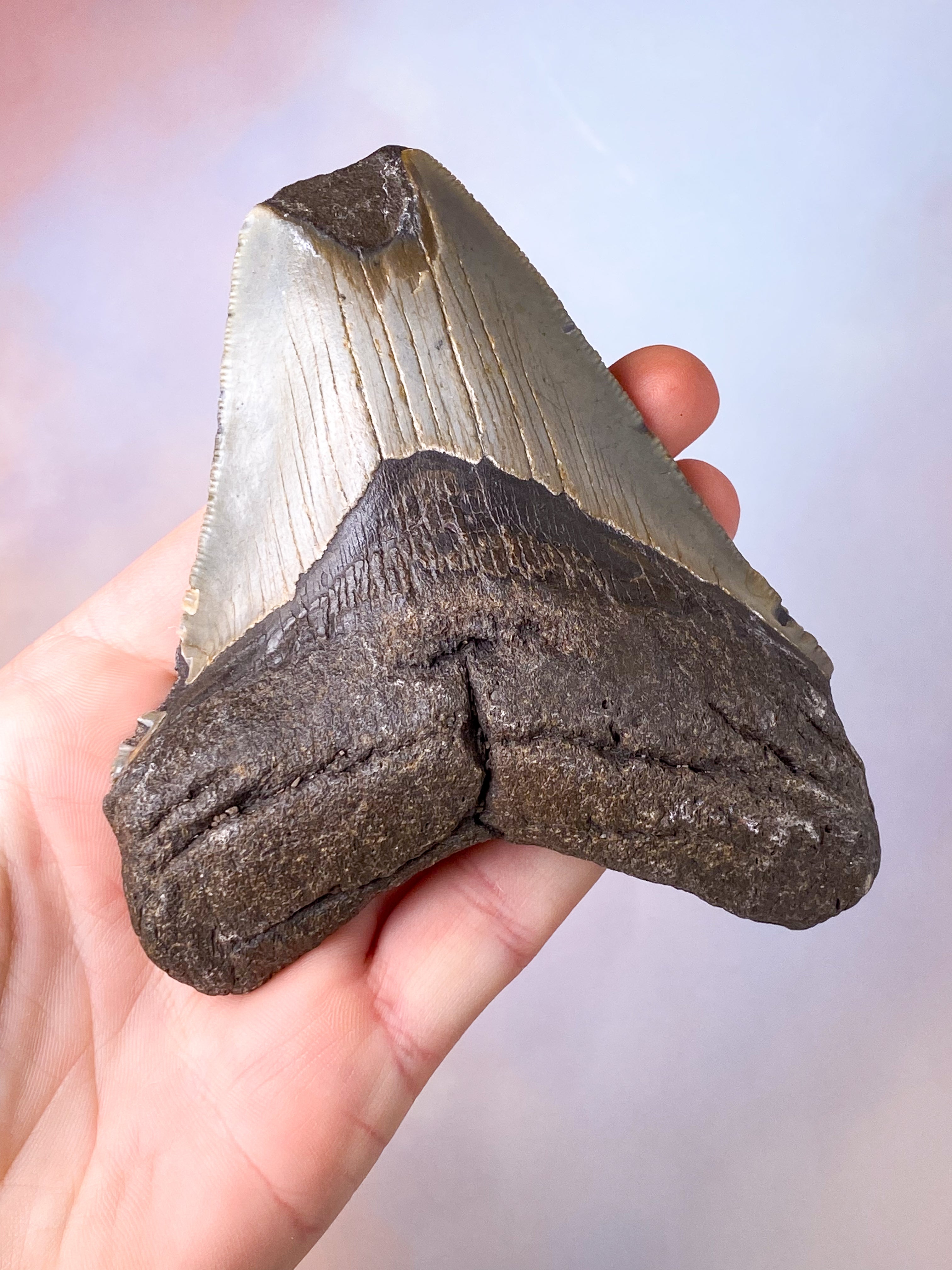 Megalodon Tand Fossil (Nr. 10)