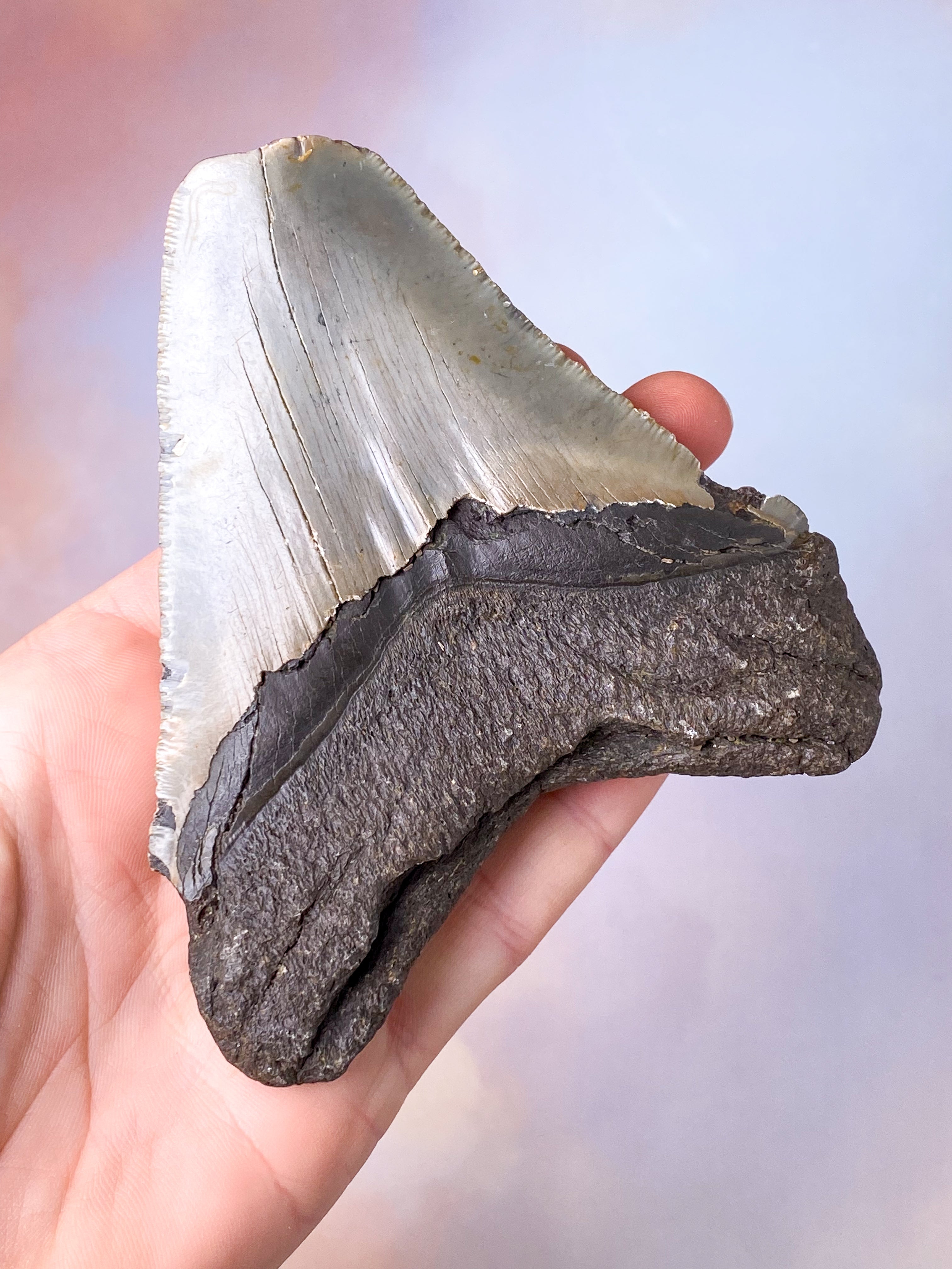 Megalodon Tand Fossil (Nr. 10)