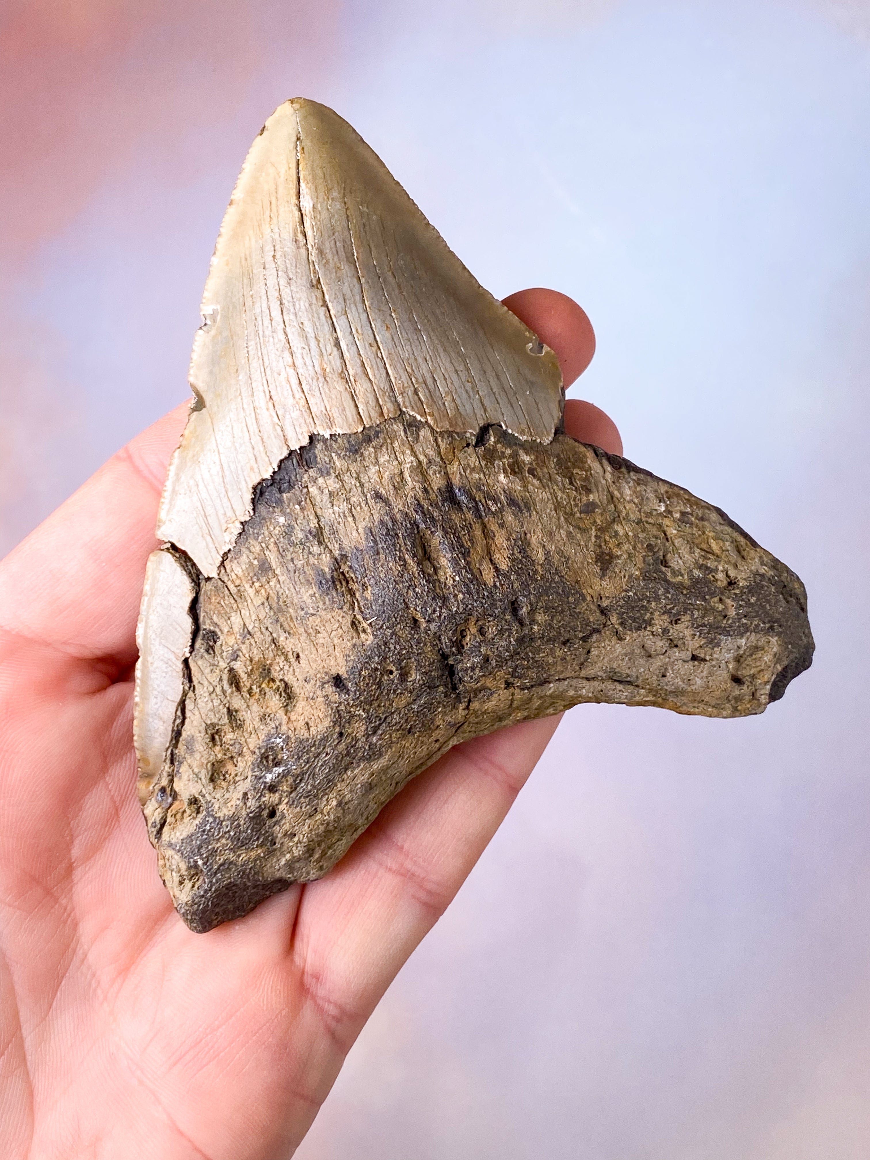 Megalodon Tand Fossil (Nr. 11)