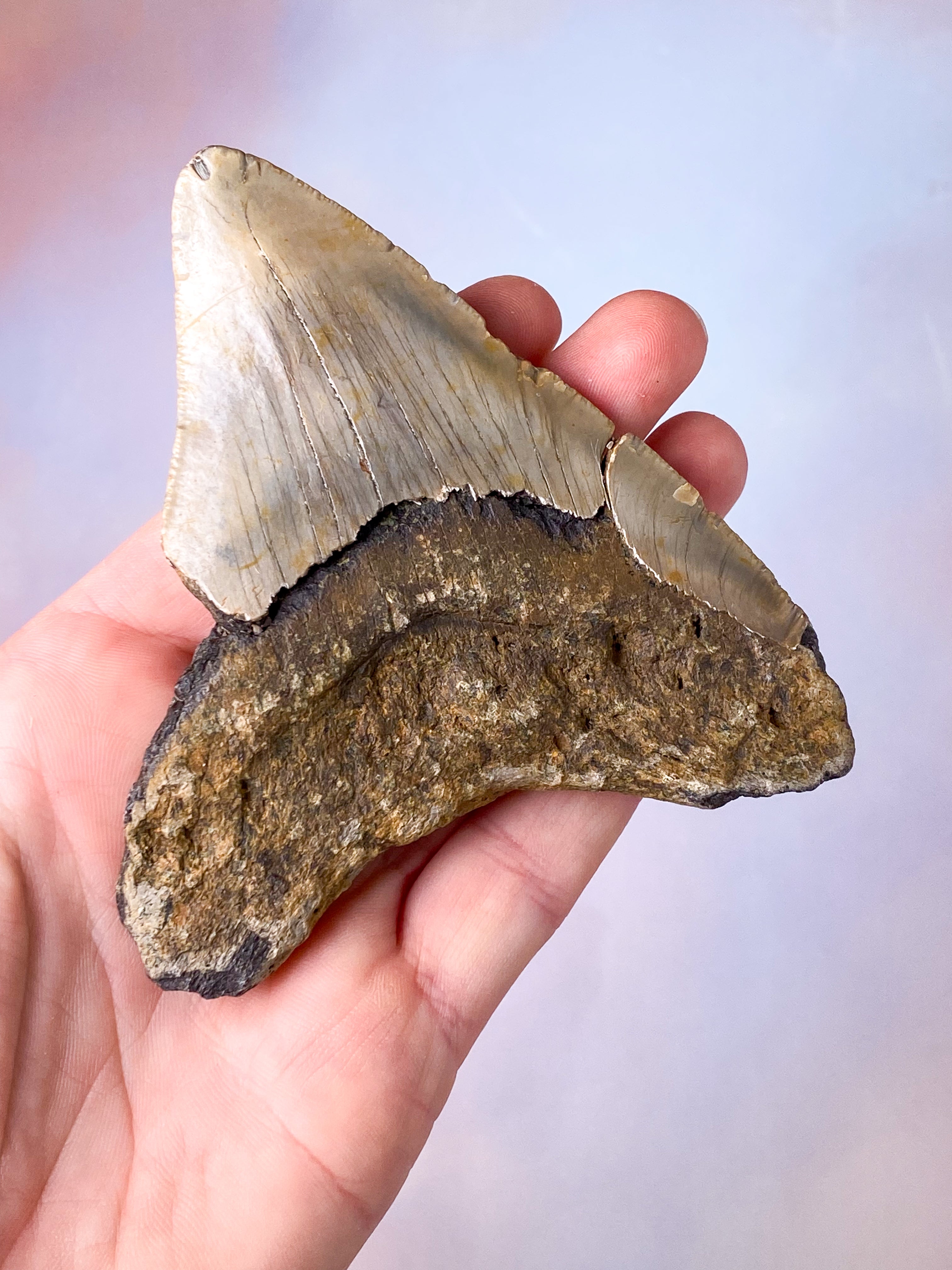 Megalodon Tand Fossil (Nr. 11)