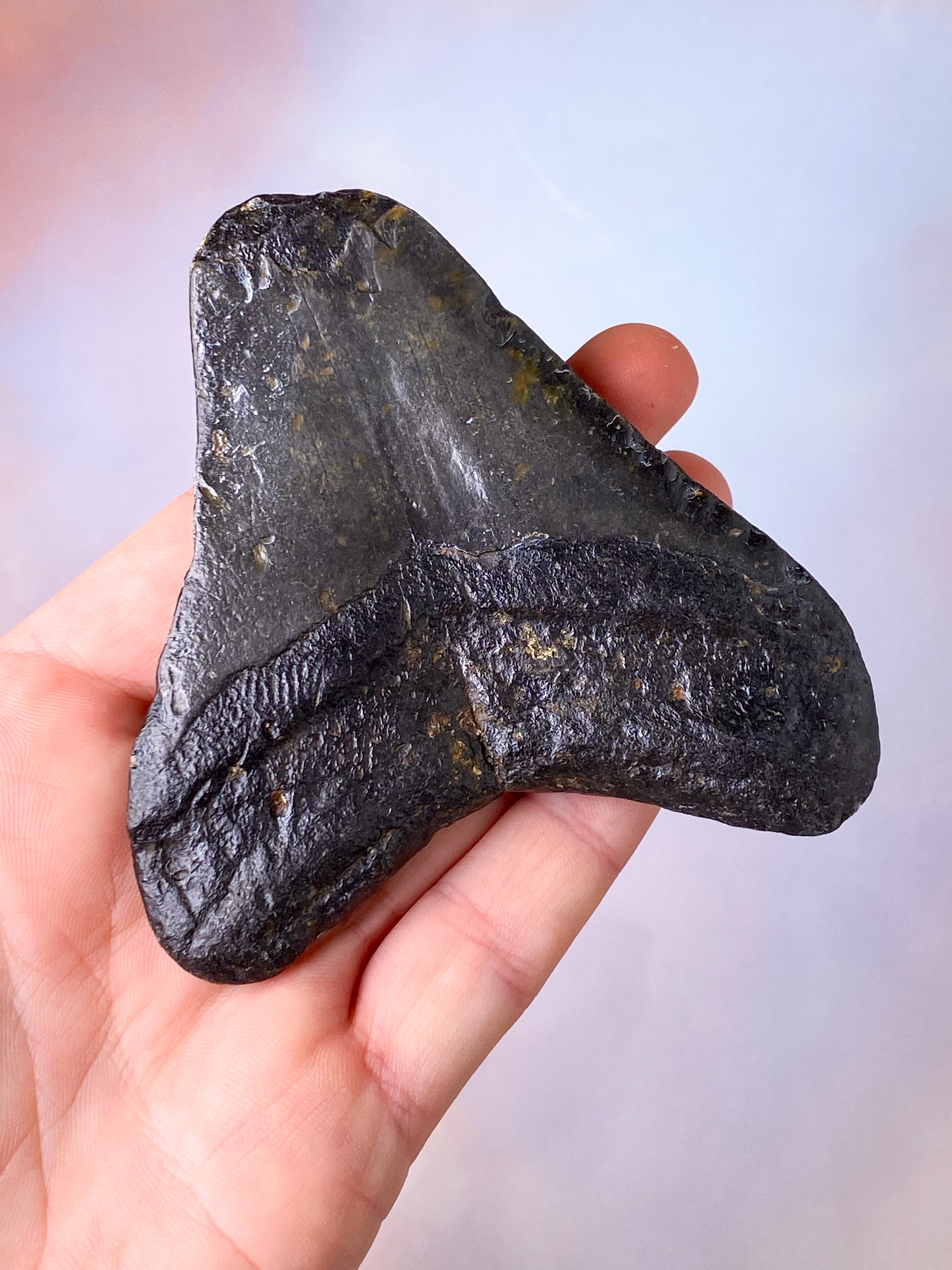 Megalodon Tand Fossil (Nr. 15)