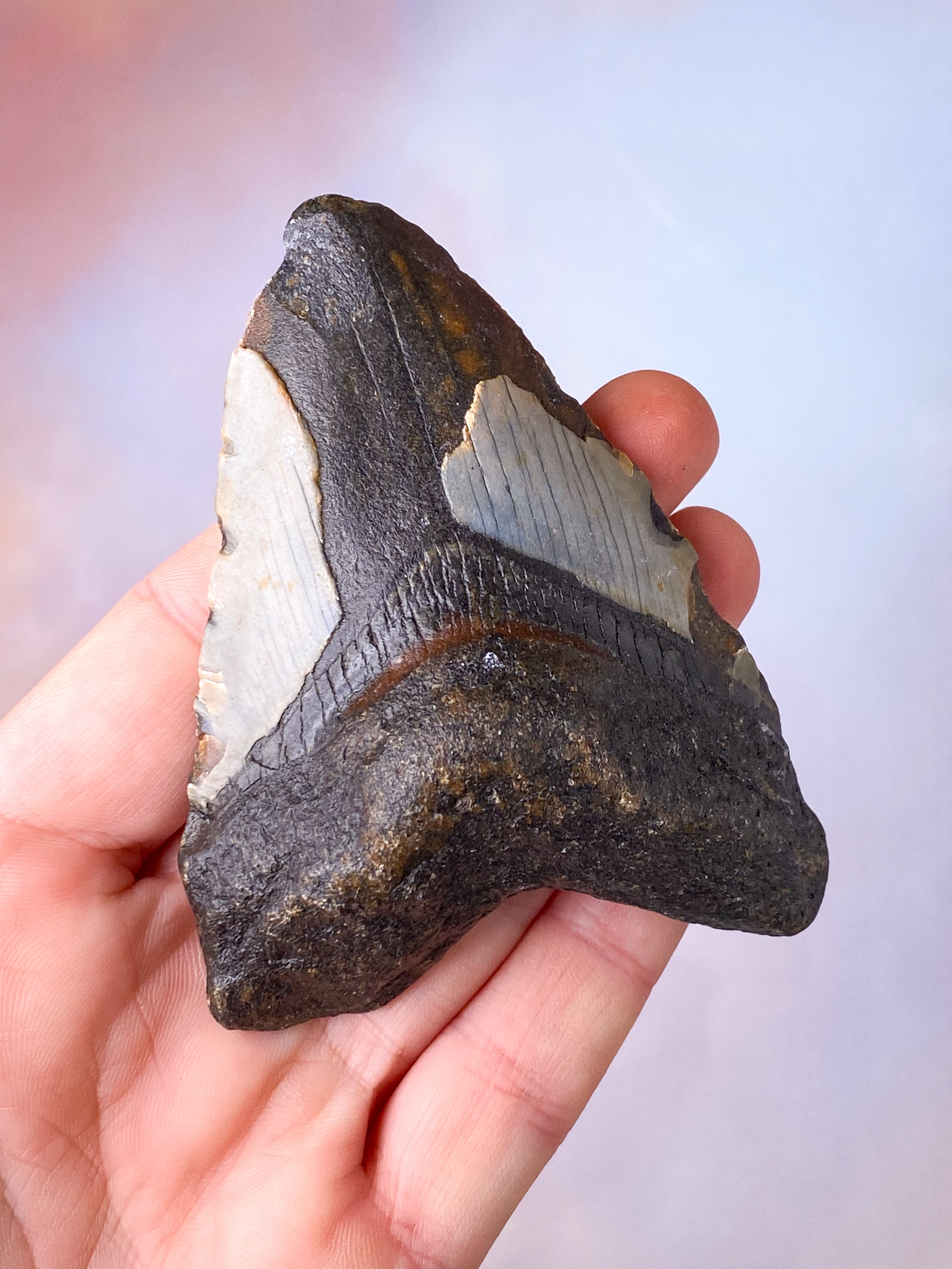 Megalodon Tand Fossil (Nr. 16)