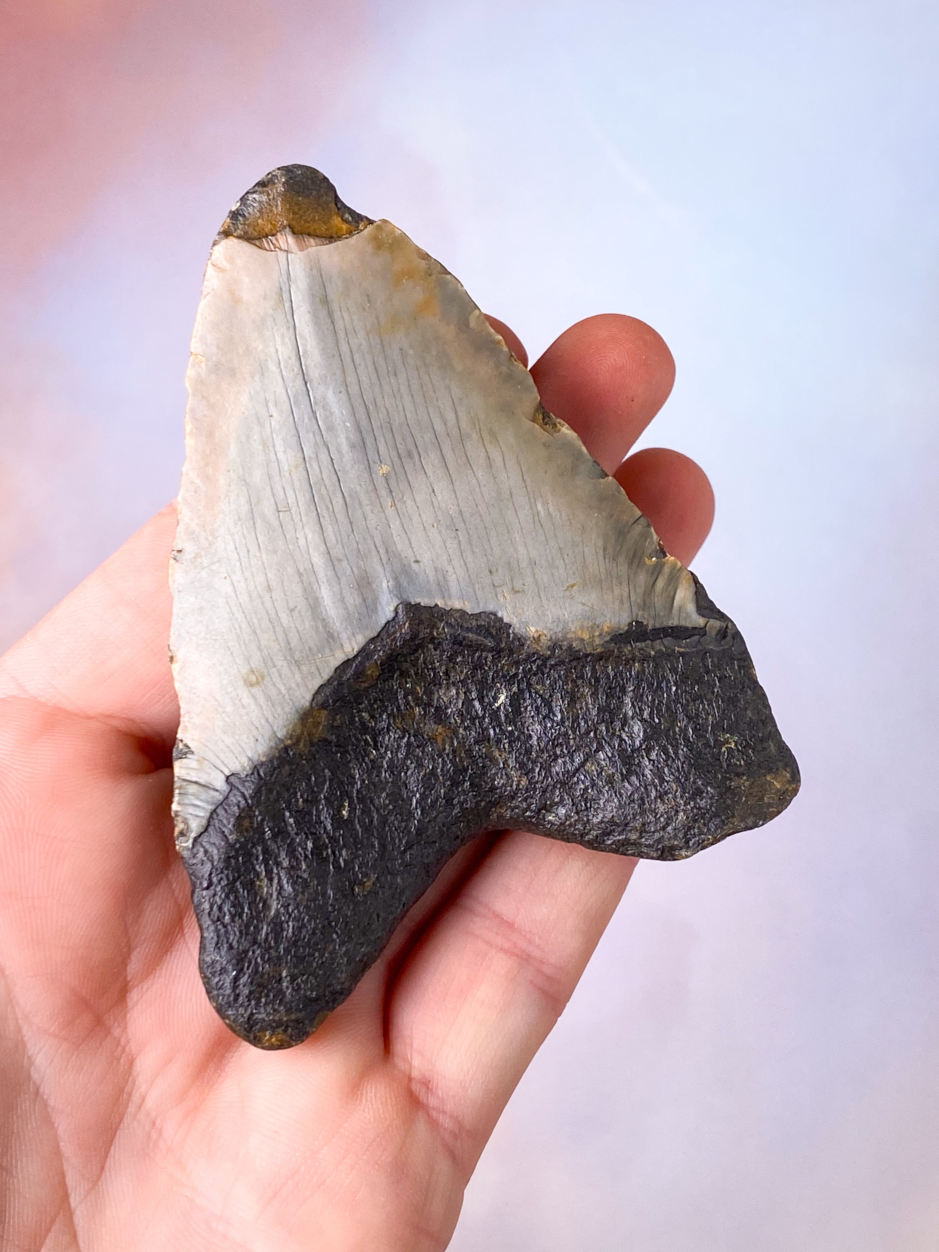 Megalodon Tand Fossil (Nr. 16)