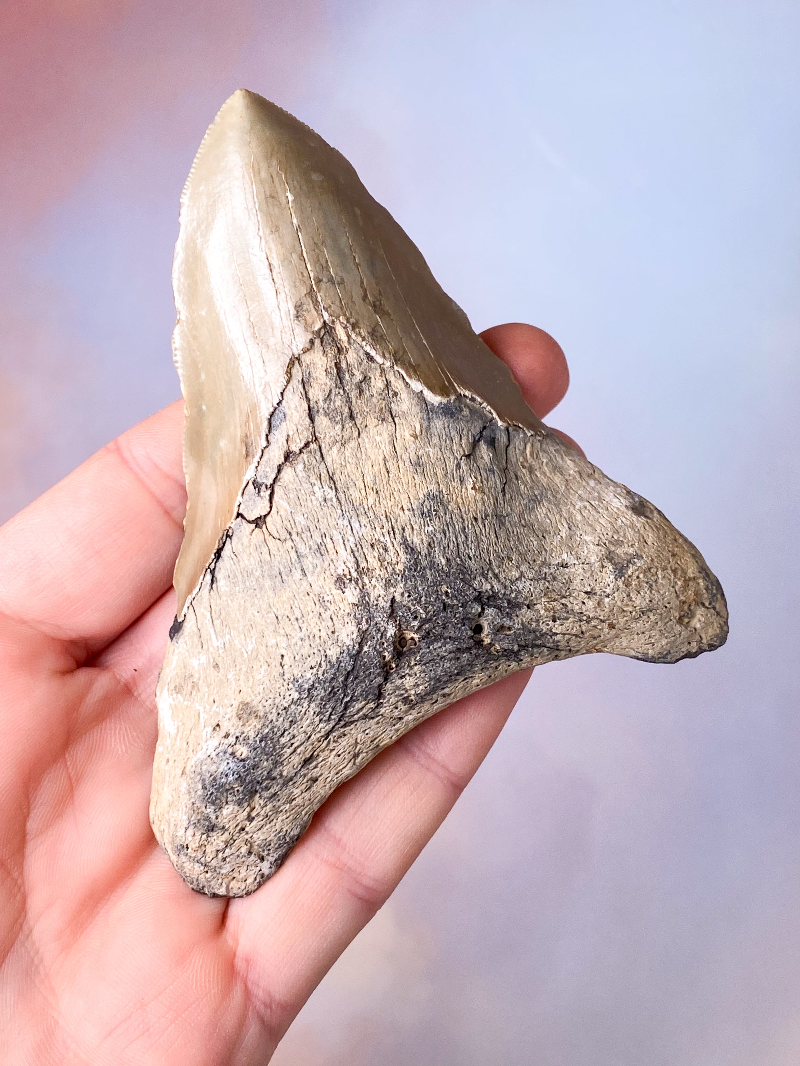 Megalodon Tand Fossil (Nr. 17)