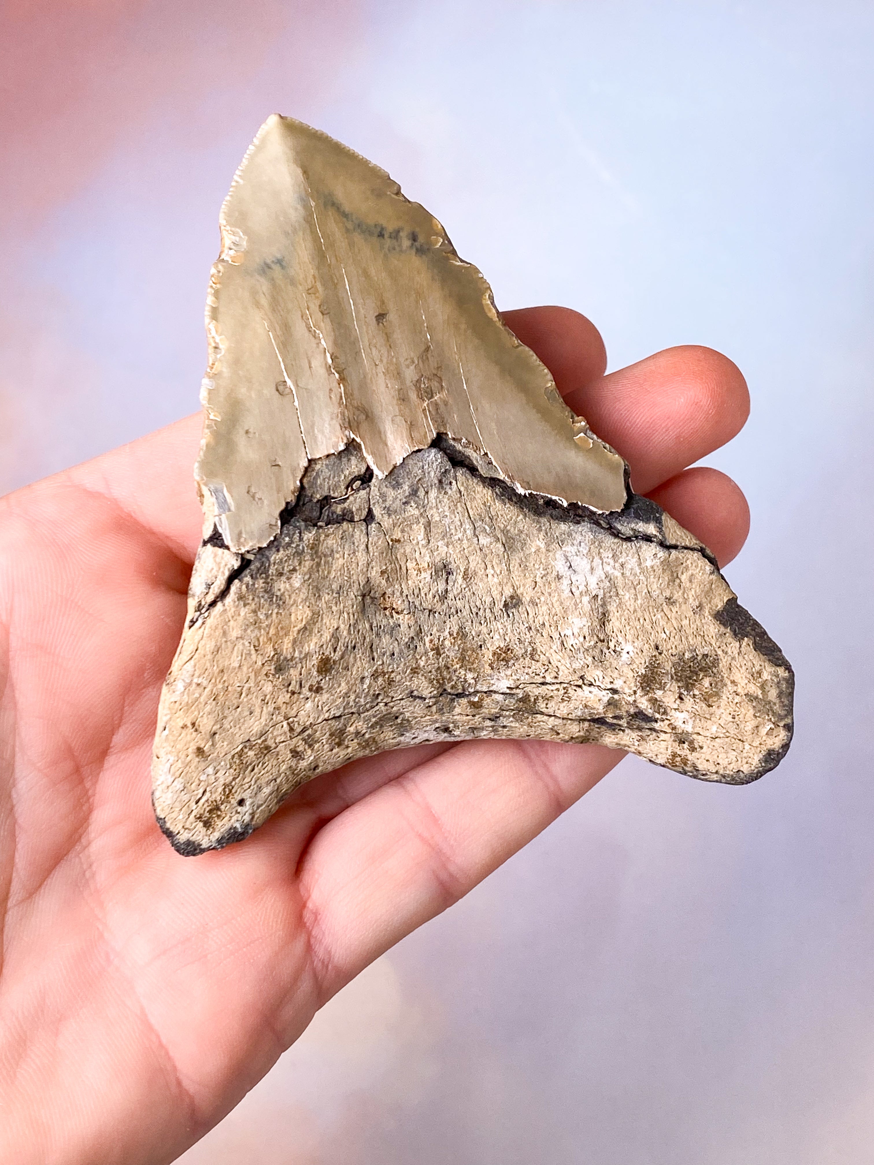 Megalodon Tand Fossil (Nr. 17)