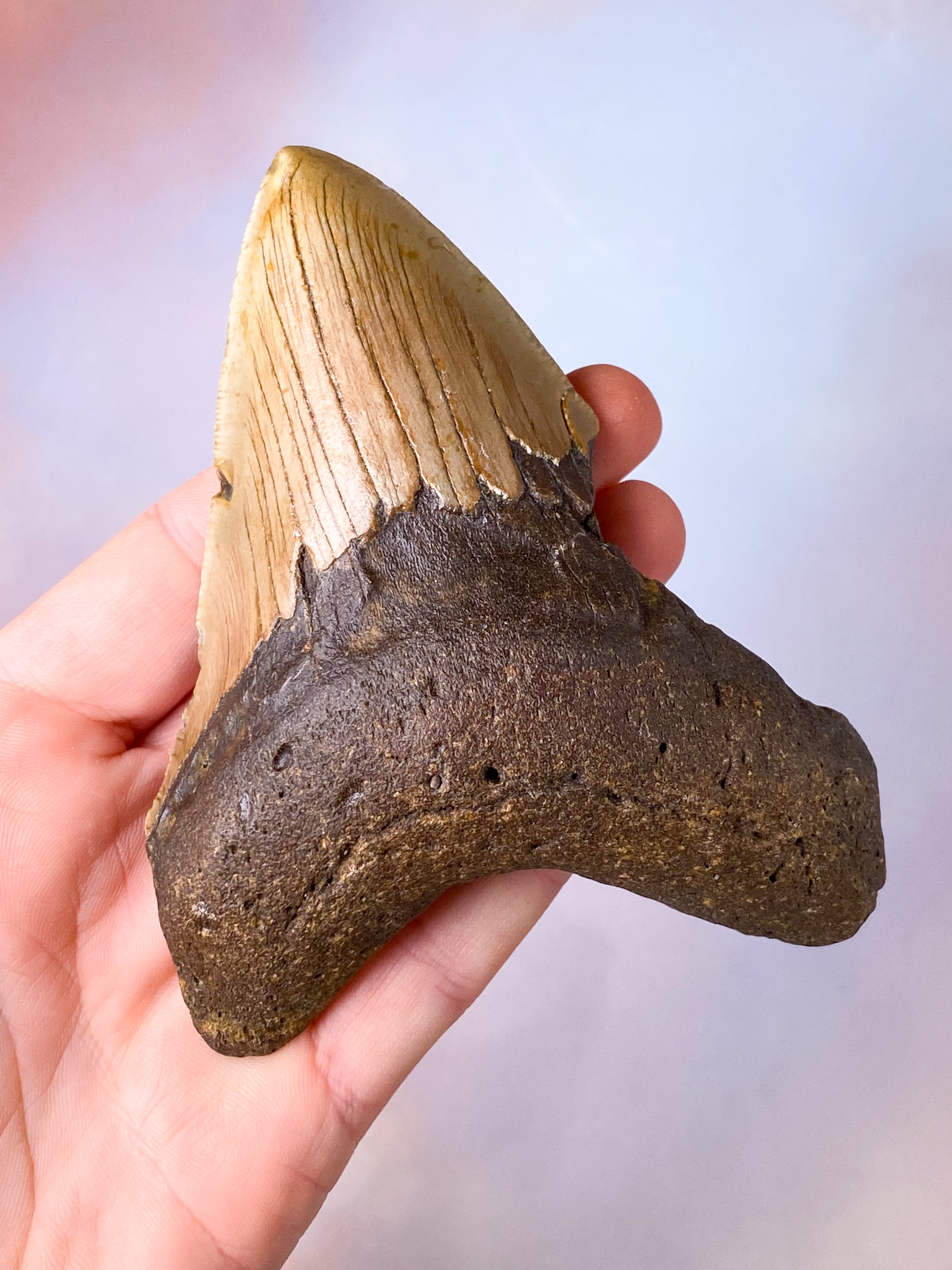 Megalodon Tand Fossil (Nr. 18)