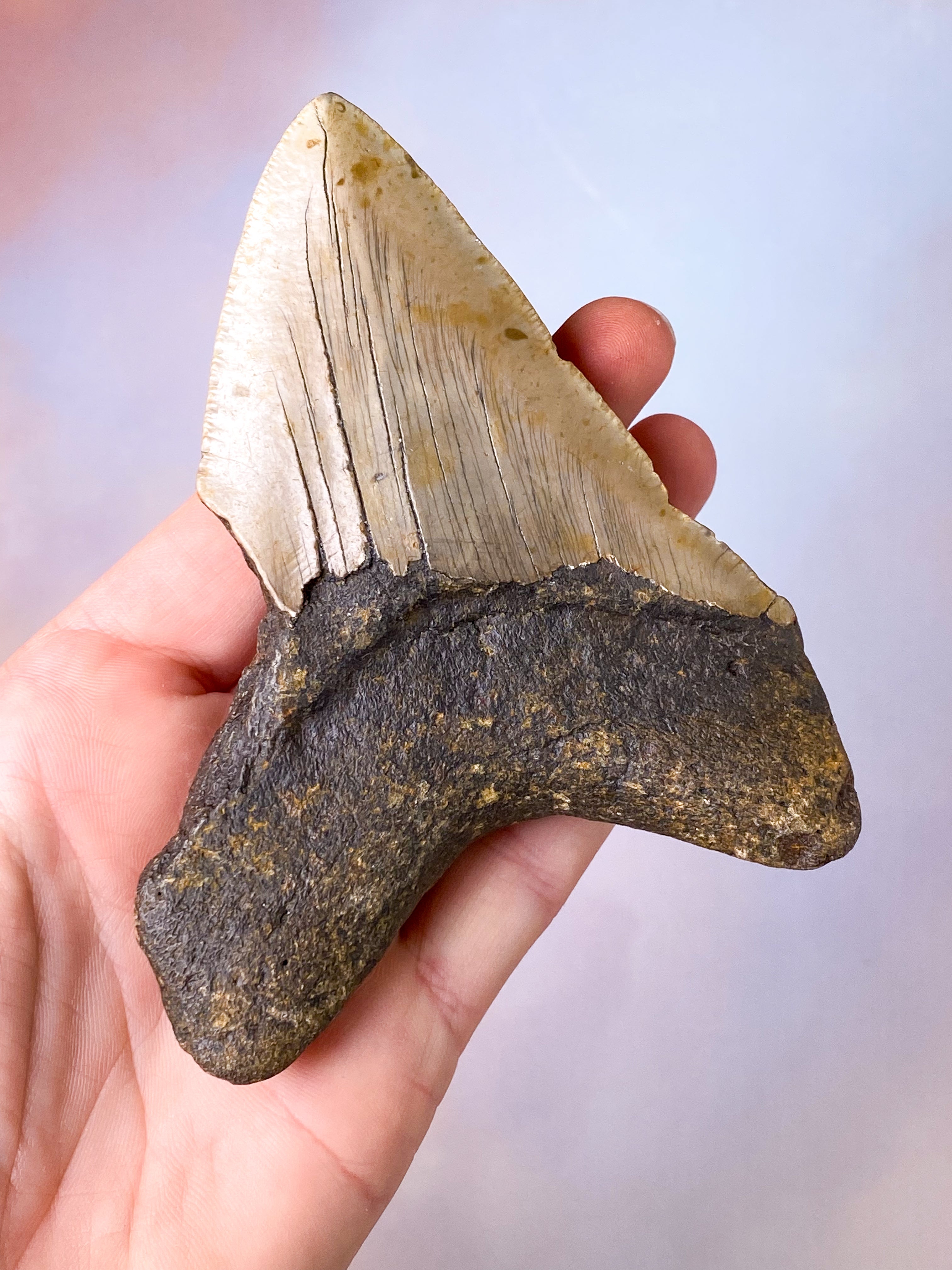 Megalodon Tand Fossil (Nr. 18)