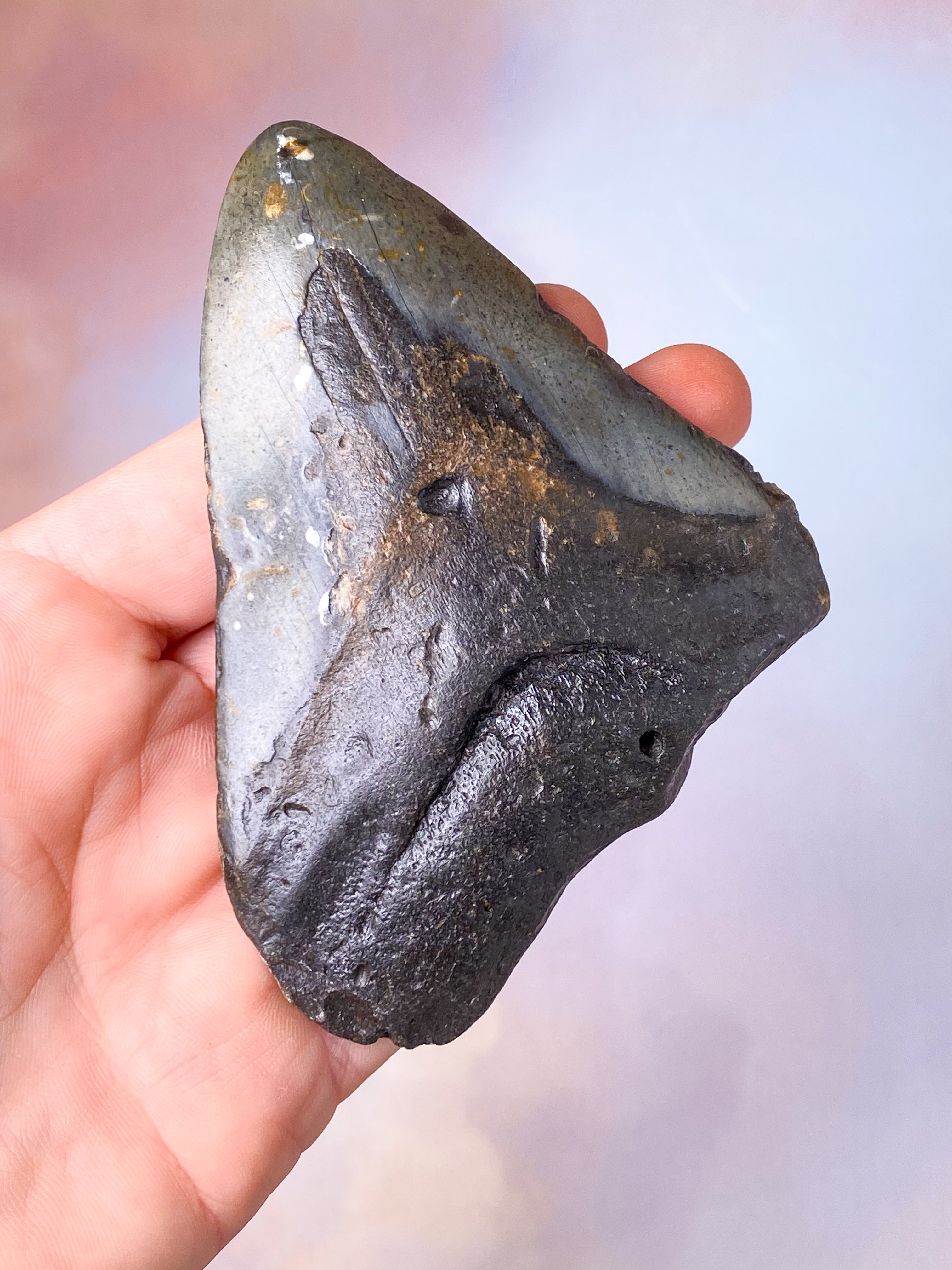 Megalodon Tand Fossil (Nr. 19)