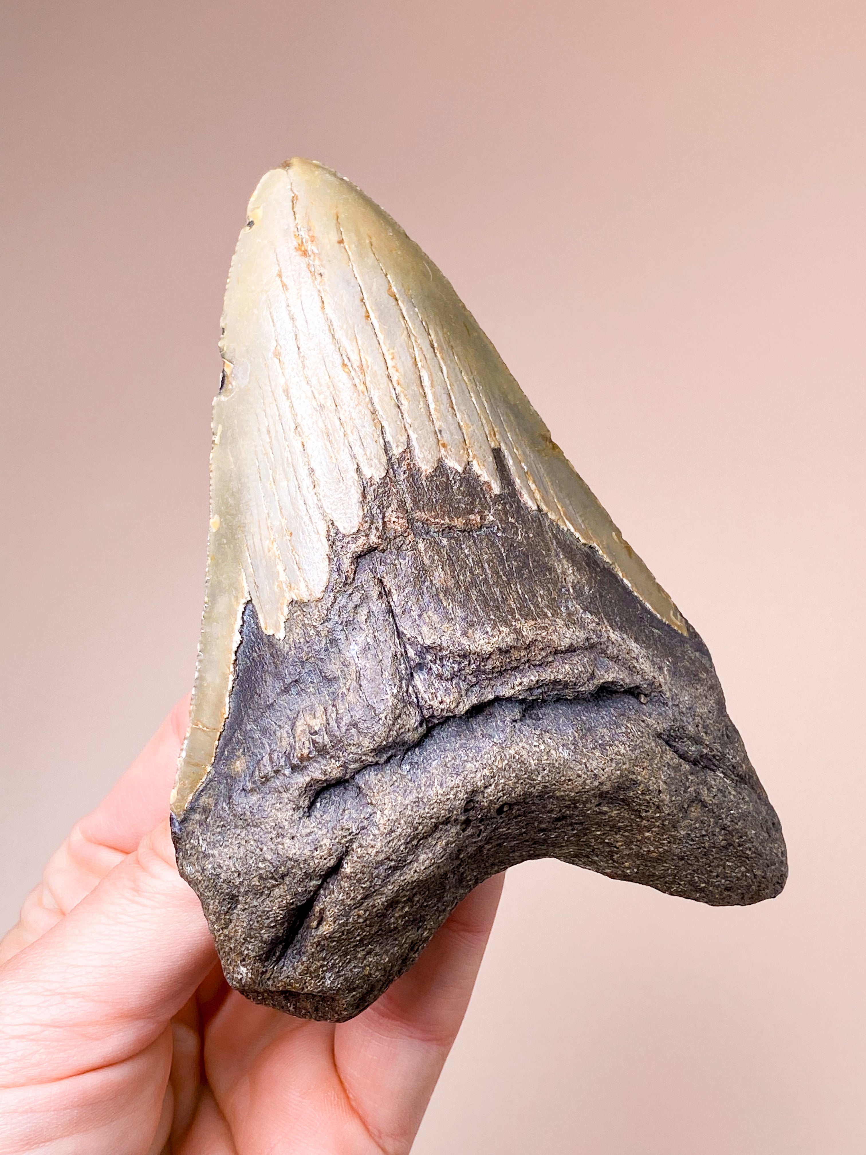 Megalodon Tand Fossil (Nr. 7)