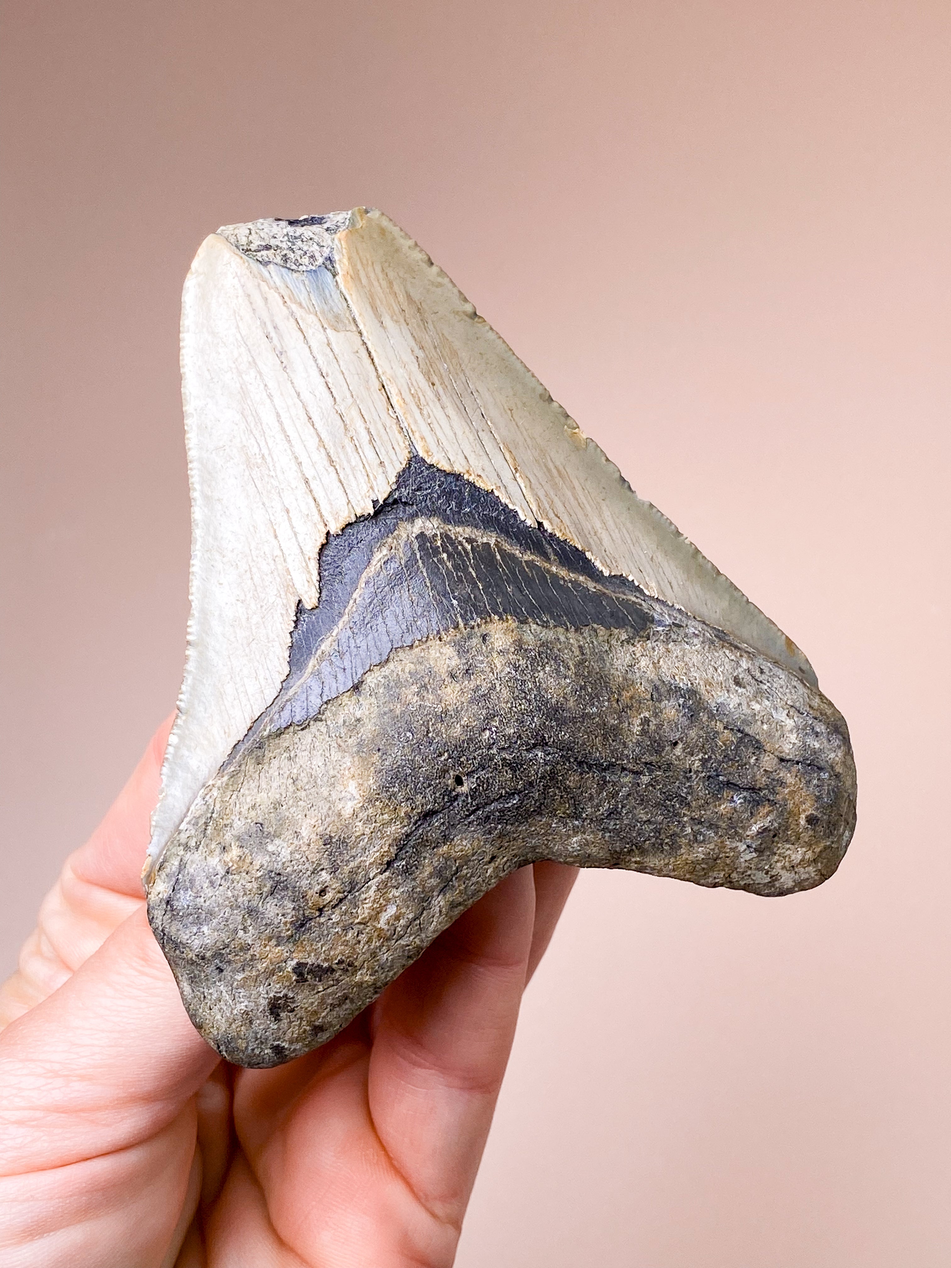 Megalodon Tand Fossil (Nr. 8)