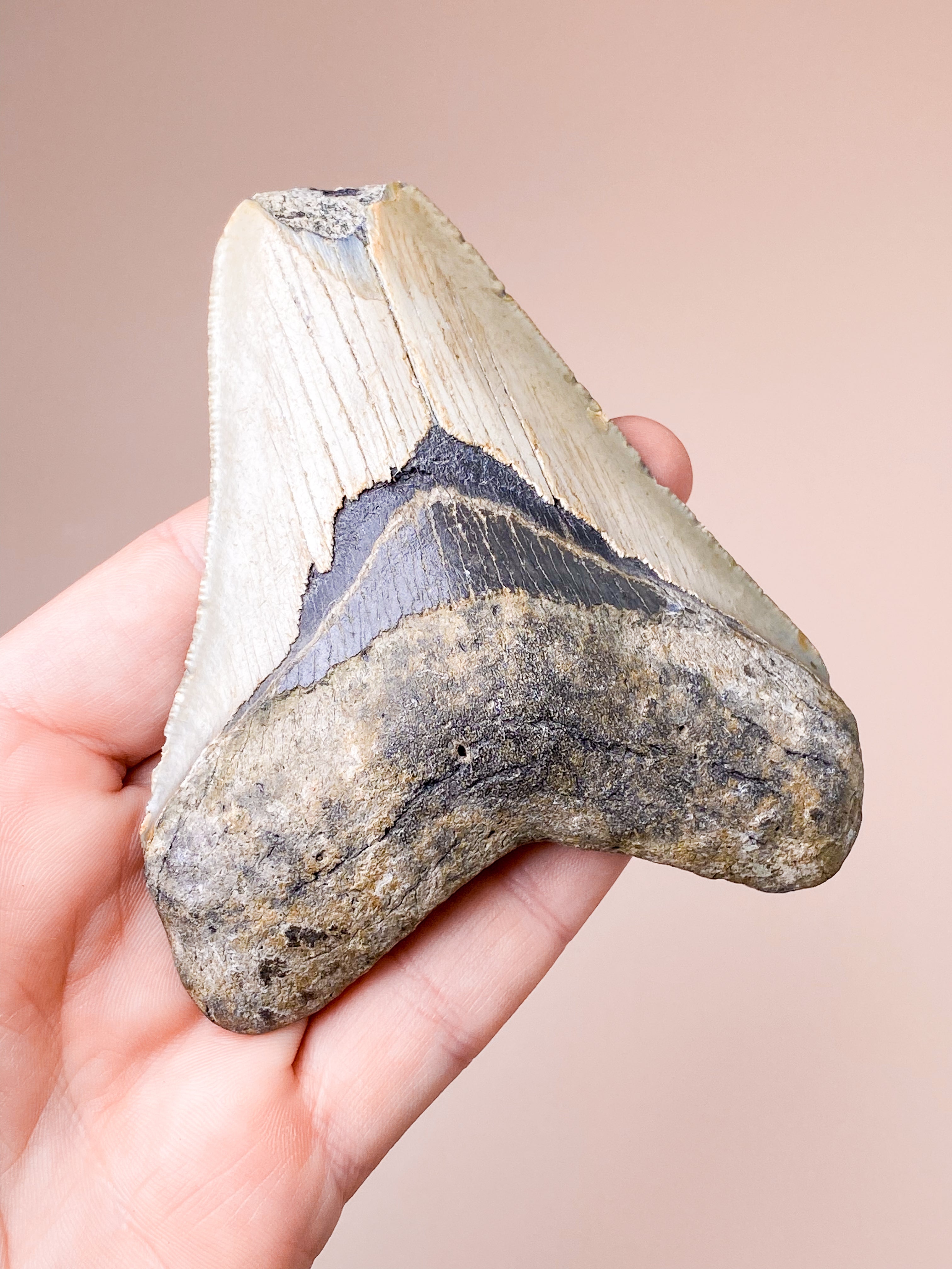 Megalodon Tand Fossil (Nr. 8)