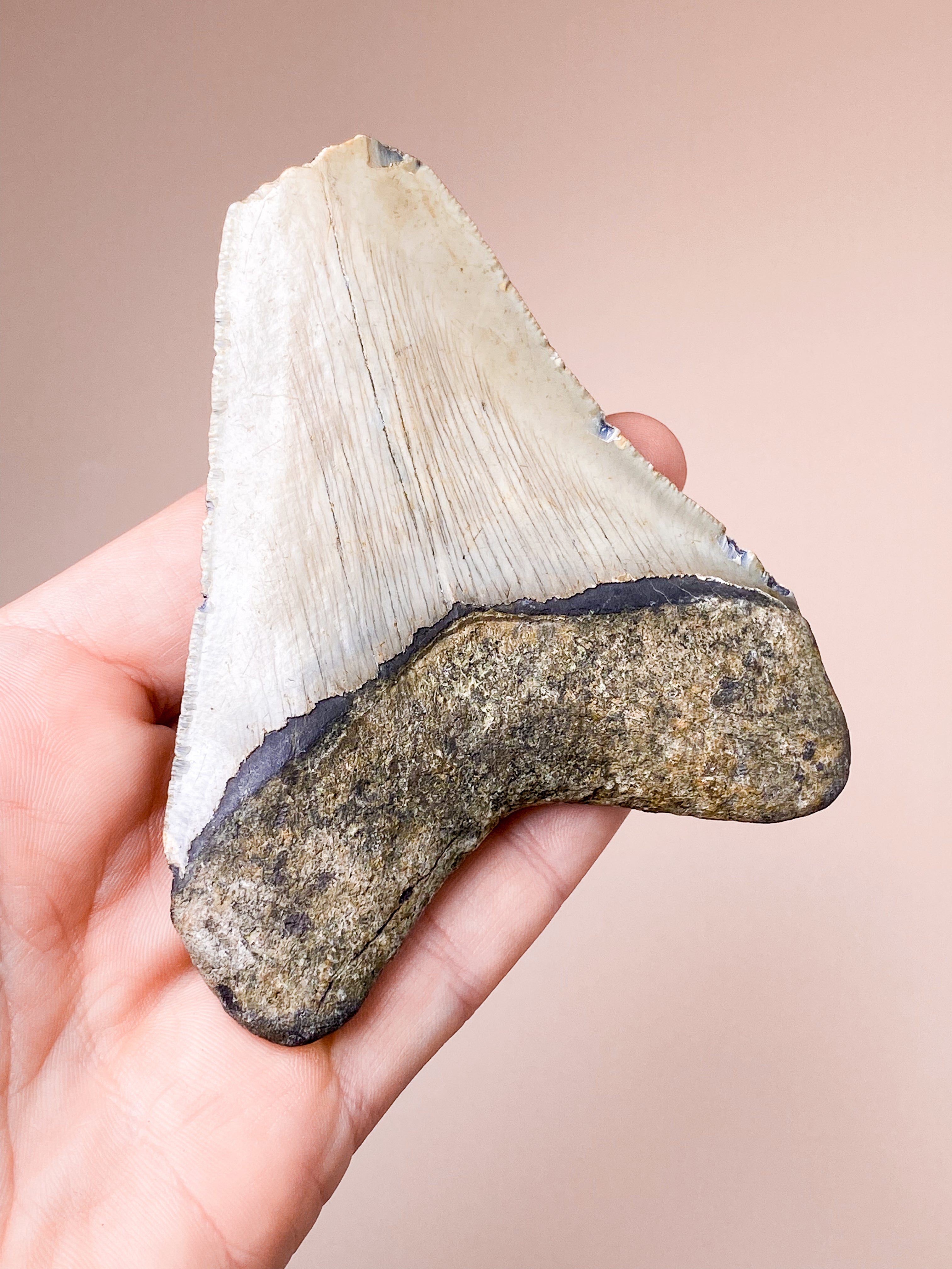 Megalodon Tand Fossil (Nr. 8)