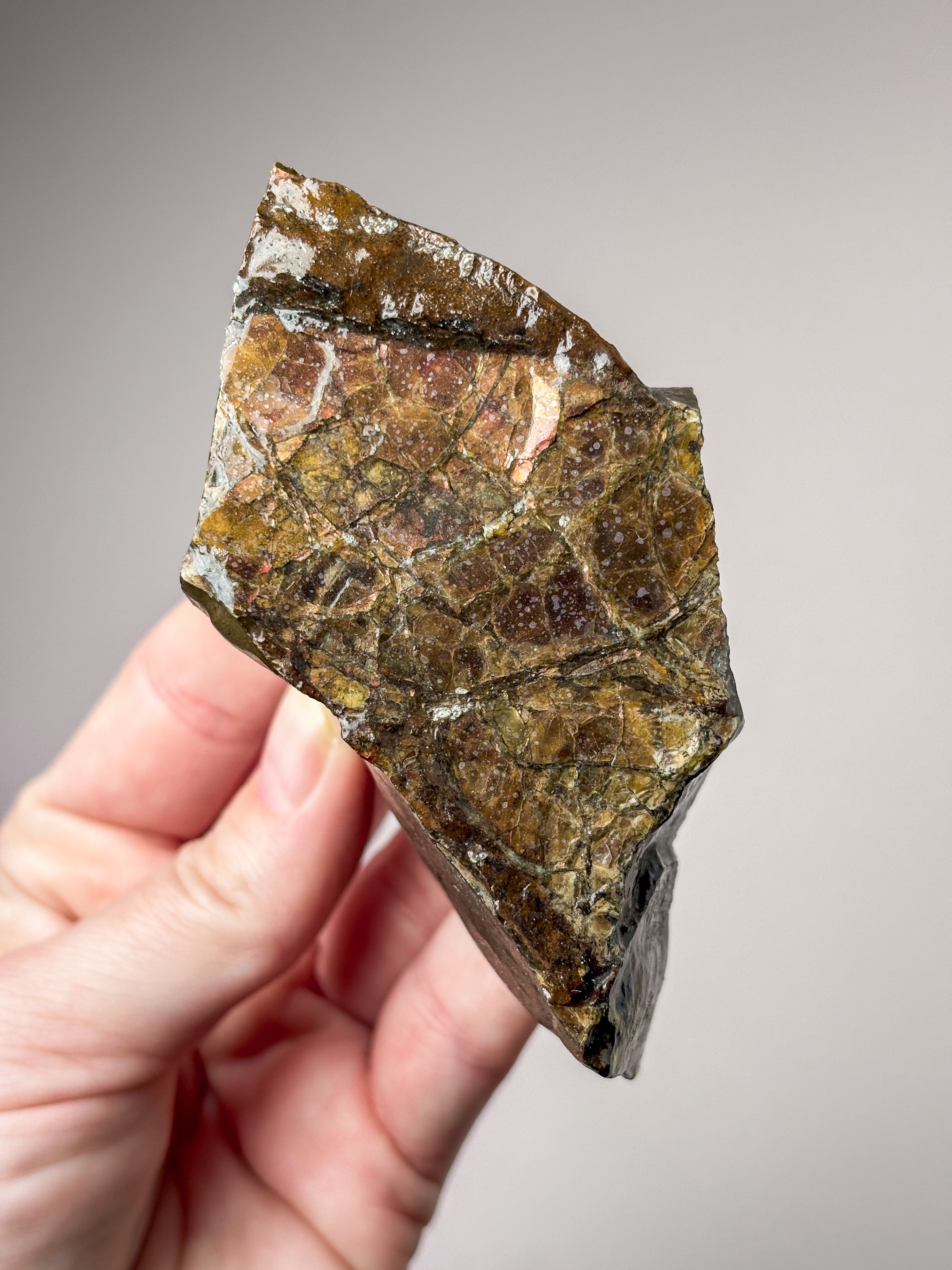 Ammolit (Nr. 9) Eksklusiv Kvalitet