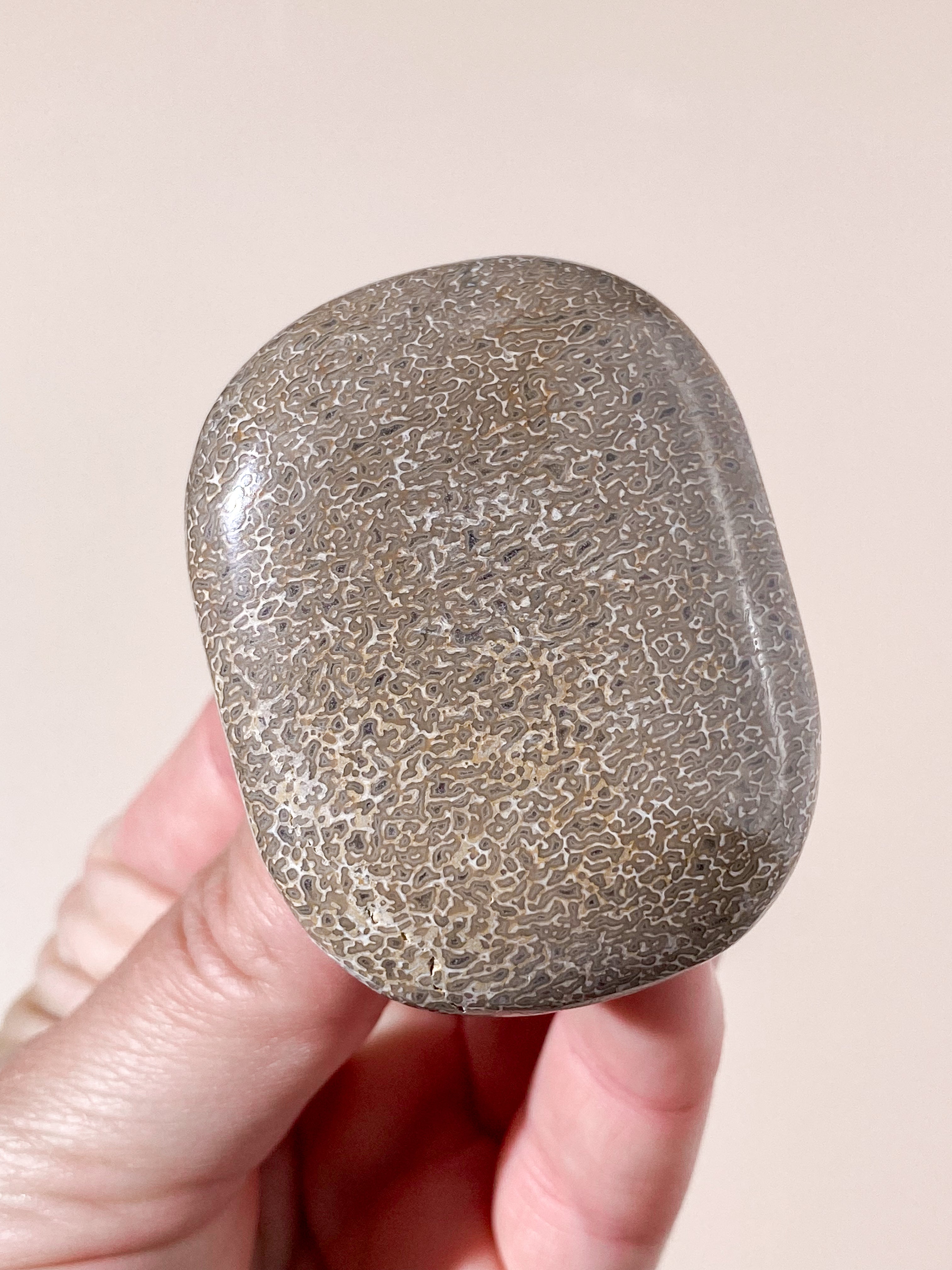 Atlasaurus Dinosaur Fossil Knogle Palmstone (Nr. 12)