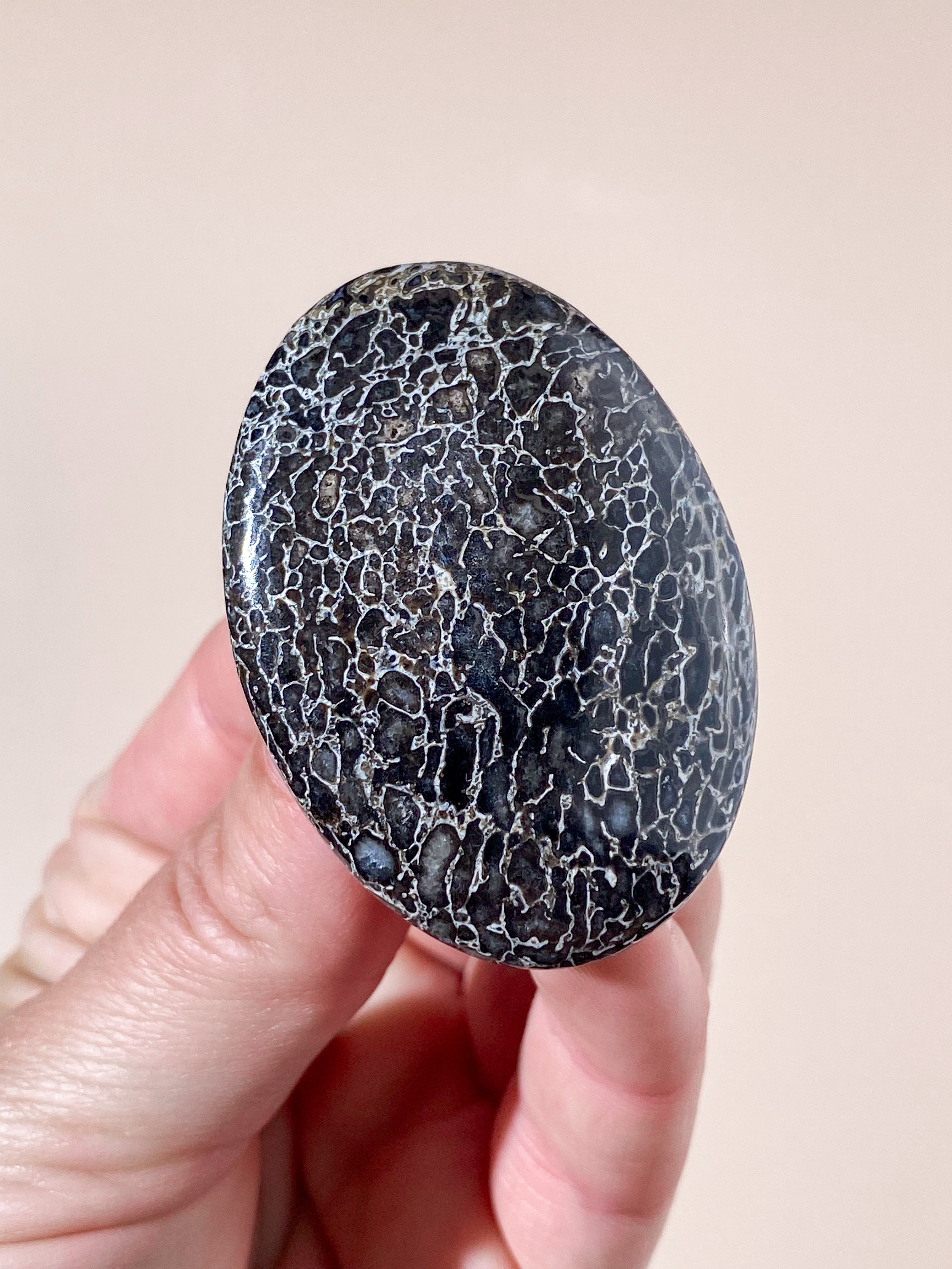 Atlasaurus Dinosaur Fossil Knogle Palmstone (Nr. 13)