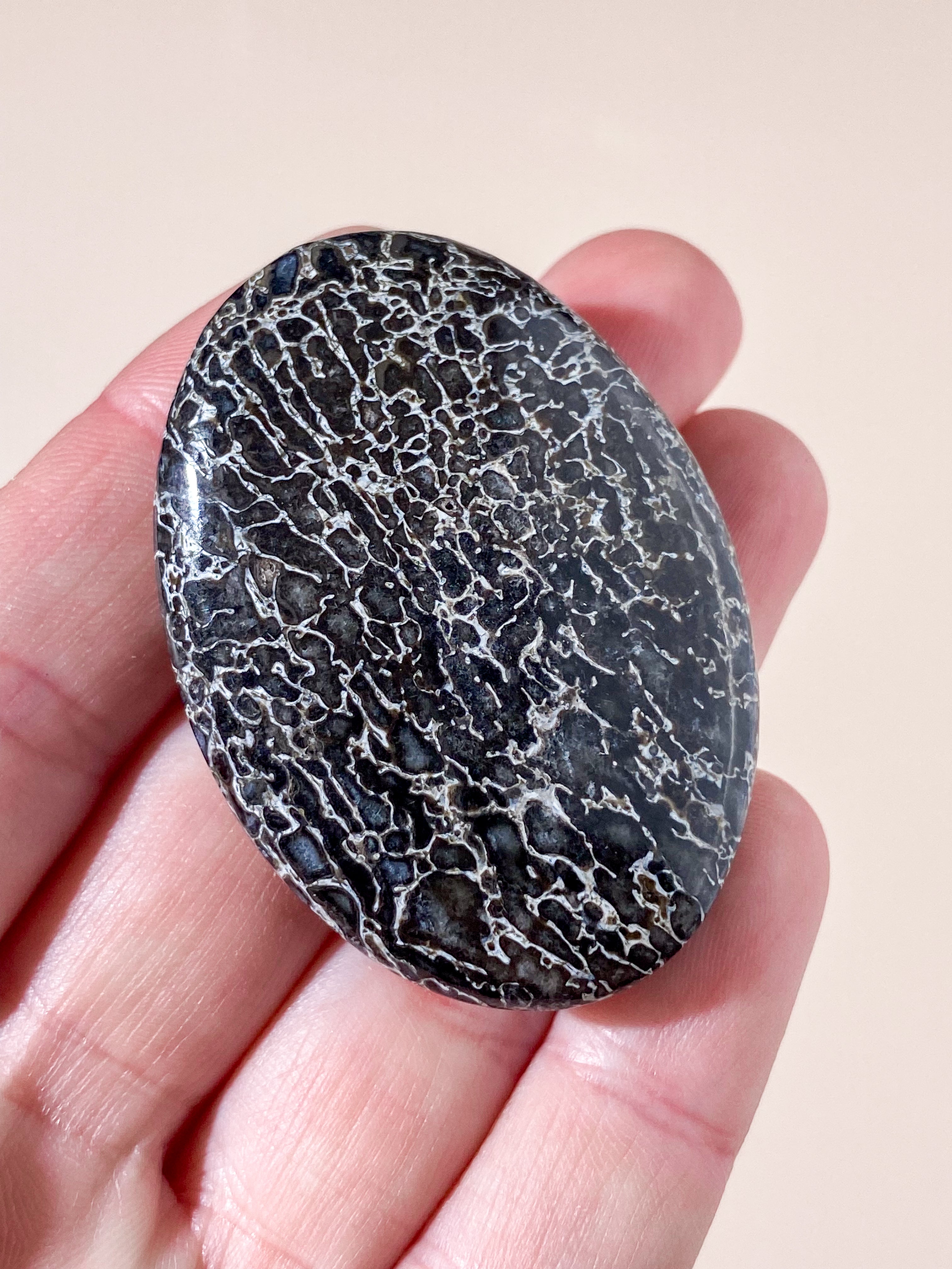 Atlasaurus Dinosaur Fossil Knogle Palmstone (Nr. 13)