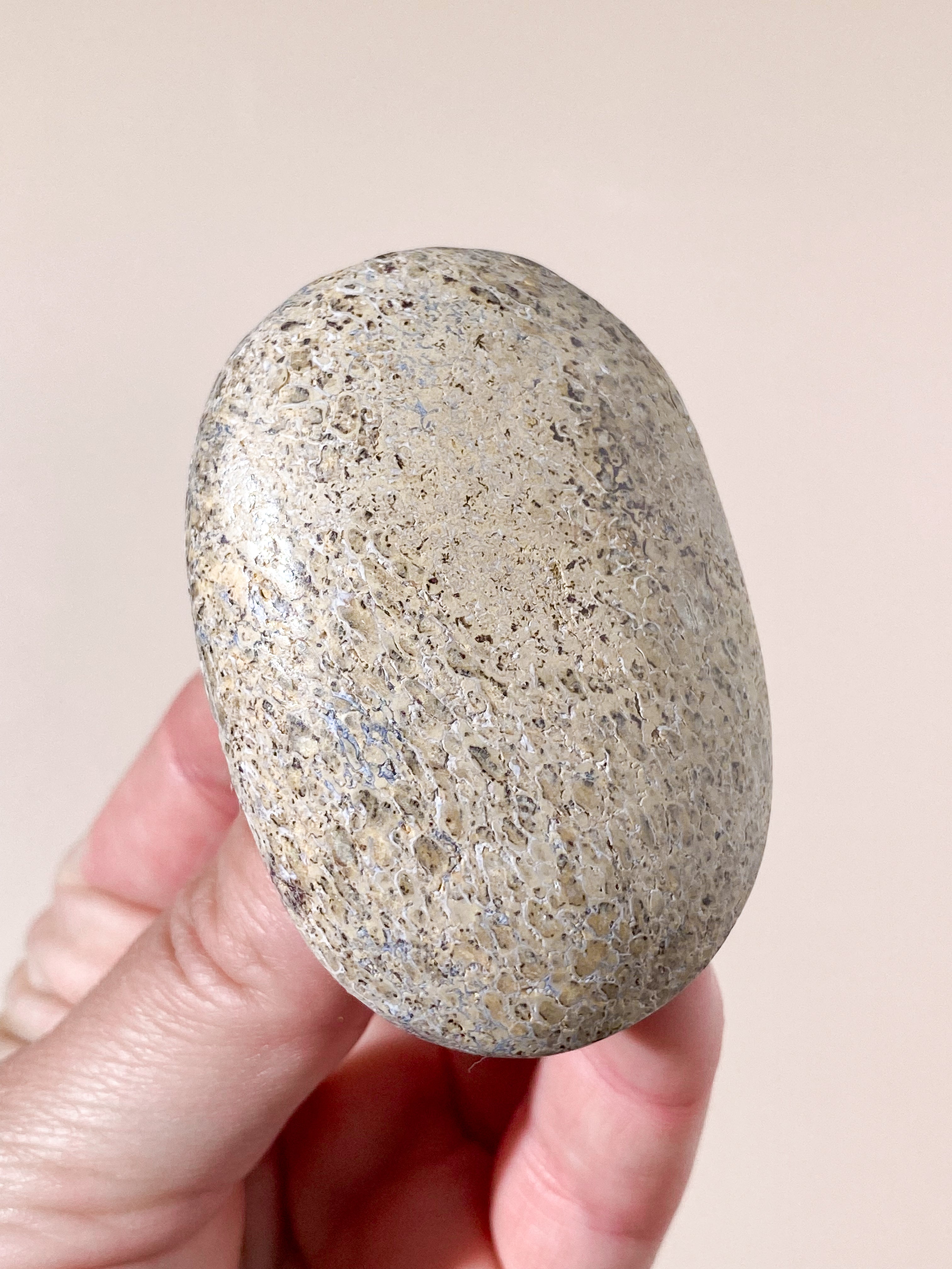 Atlasaurus Dinosaur Fossil Knogle Palmstone (Nr. 14)