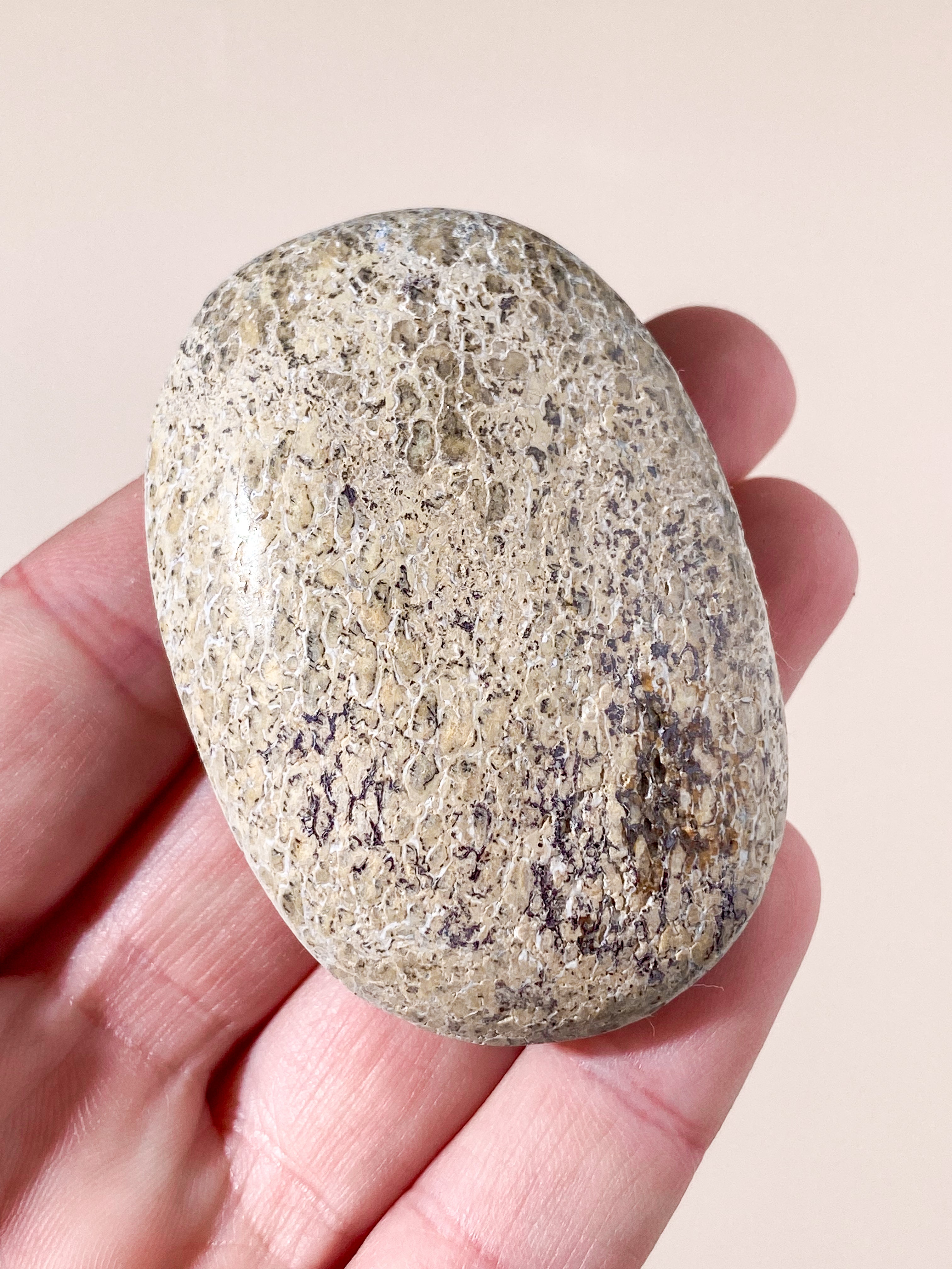 Atlasaurus Dinosaur Fossil Knogle Palmstone (Nr. 14)