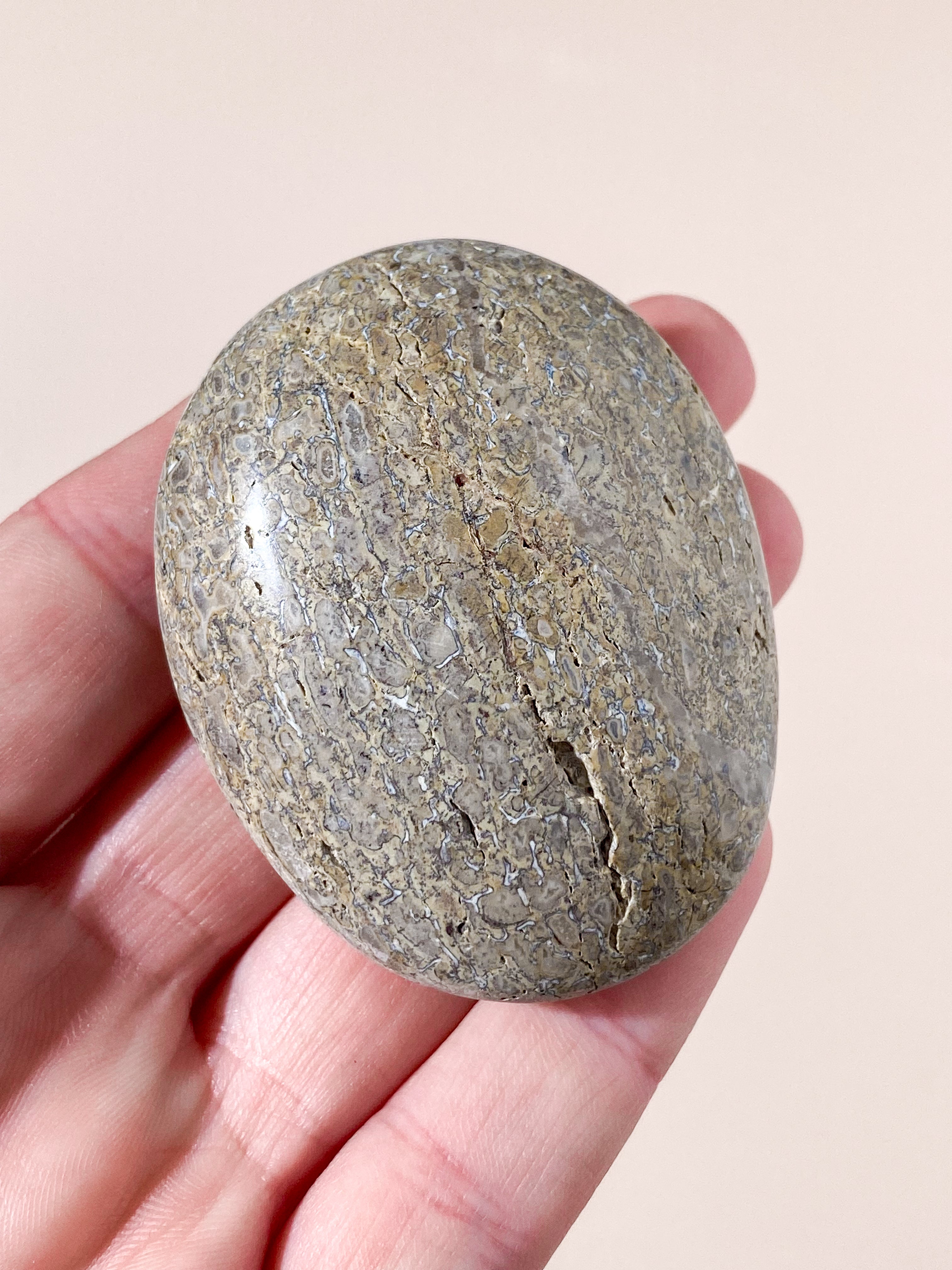 Atlasaurus Dinosaur Fossil Knogle Palmstone (Nr. 15)