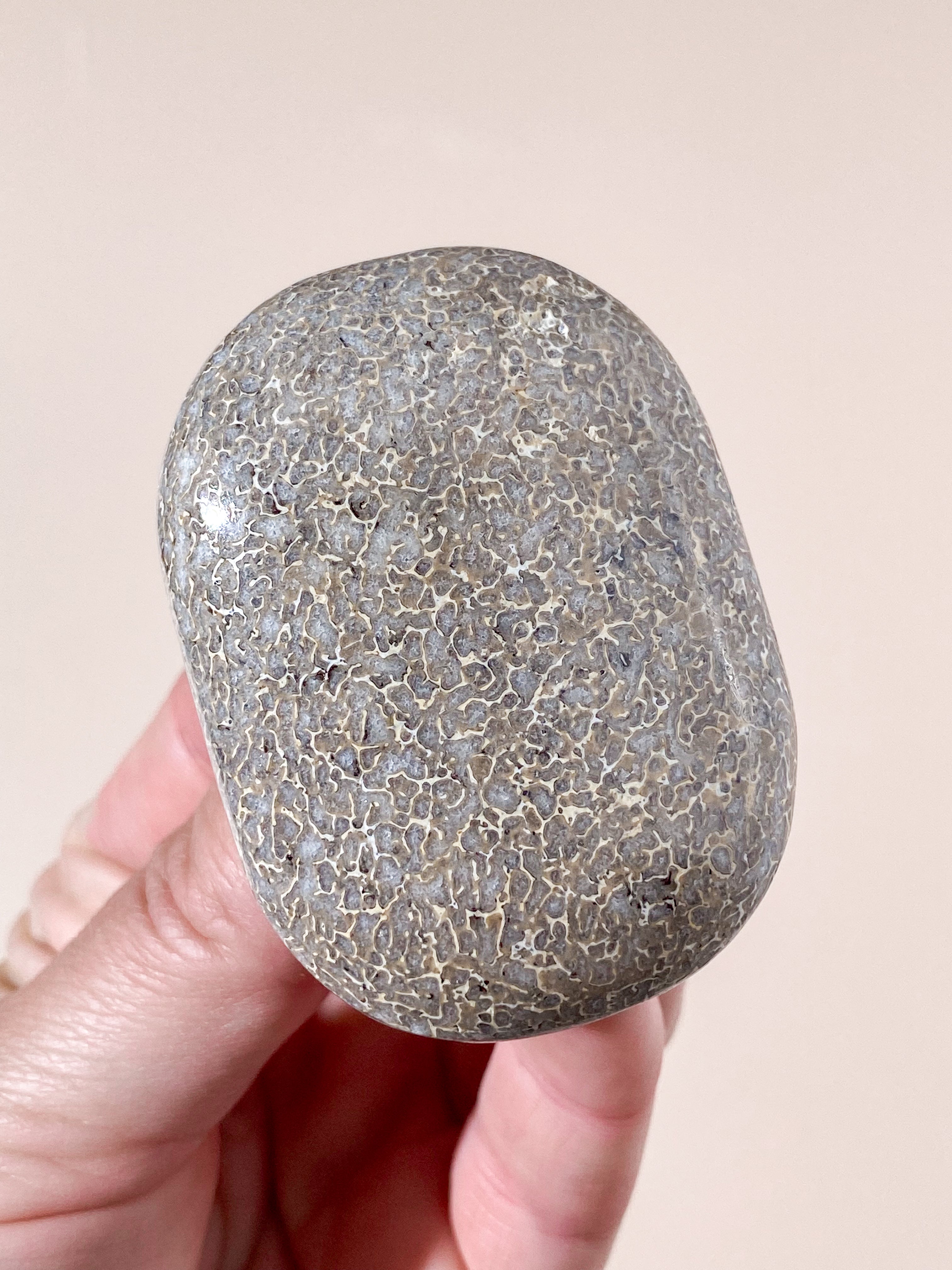 Atlasaurus Dinosaur Fossil Knogle Palmstone (Nr. 16)