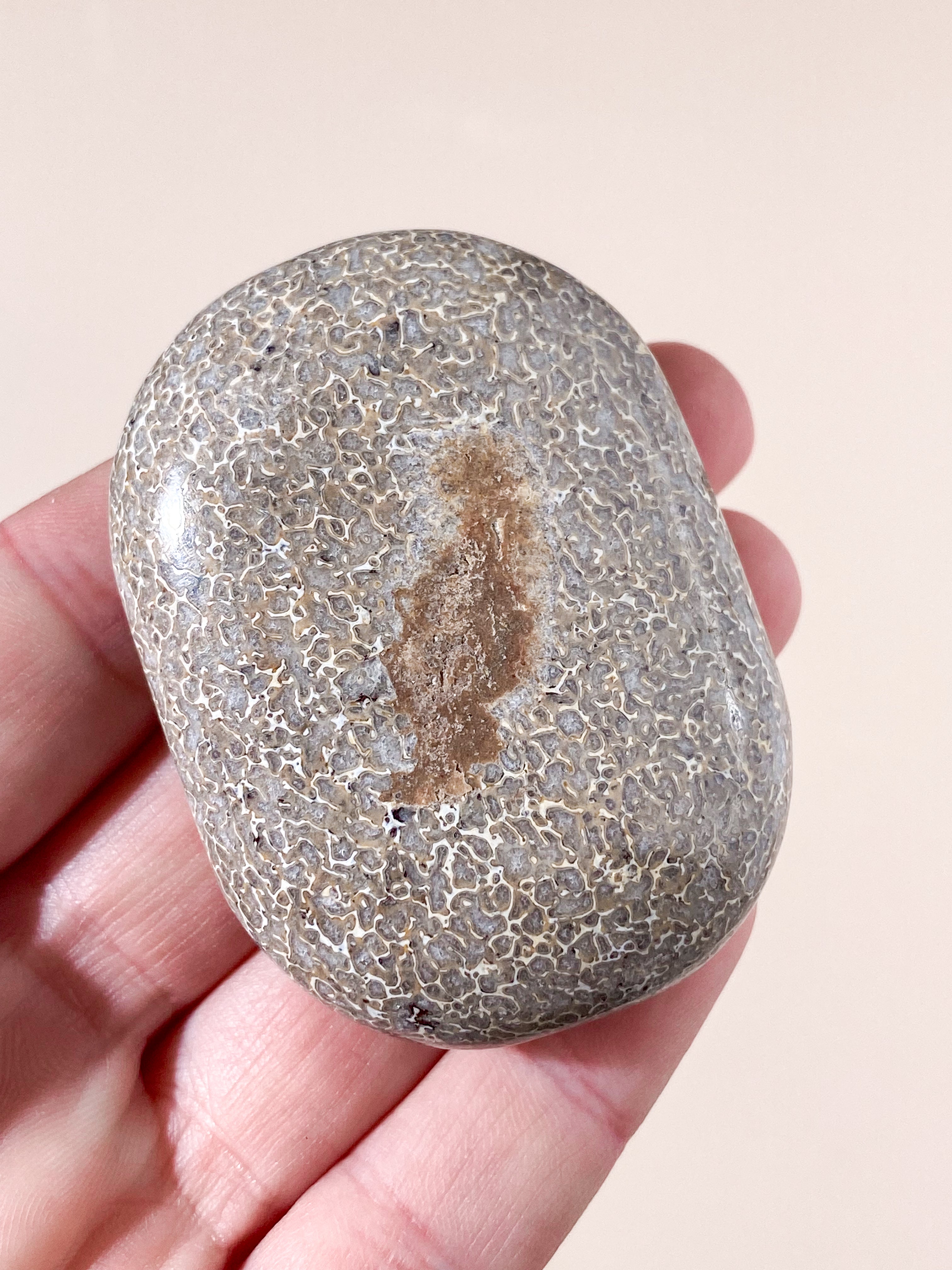 Atlasaurus Dinosaur Fossil Knogle Palmstone (Nr. 16)