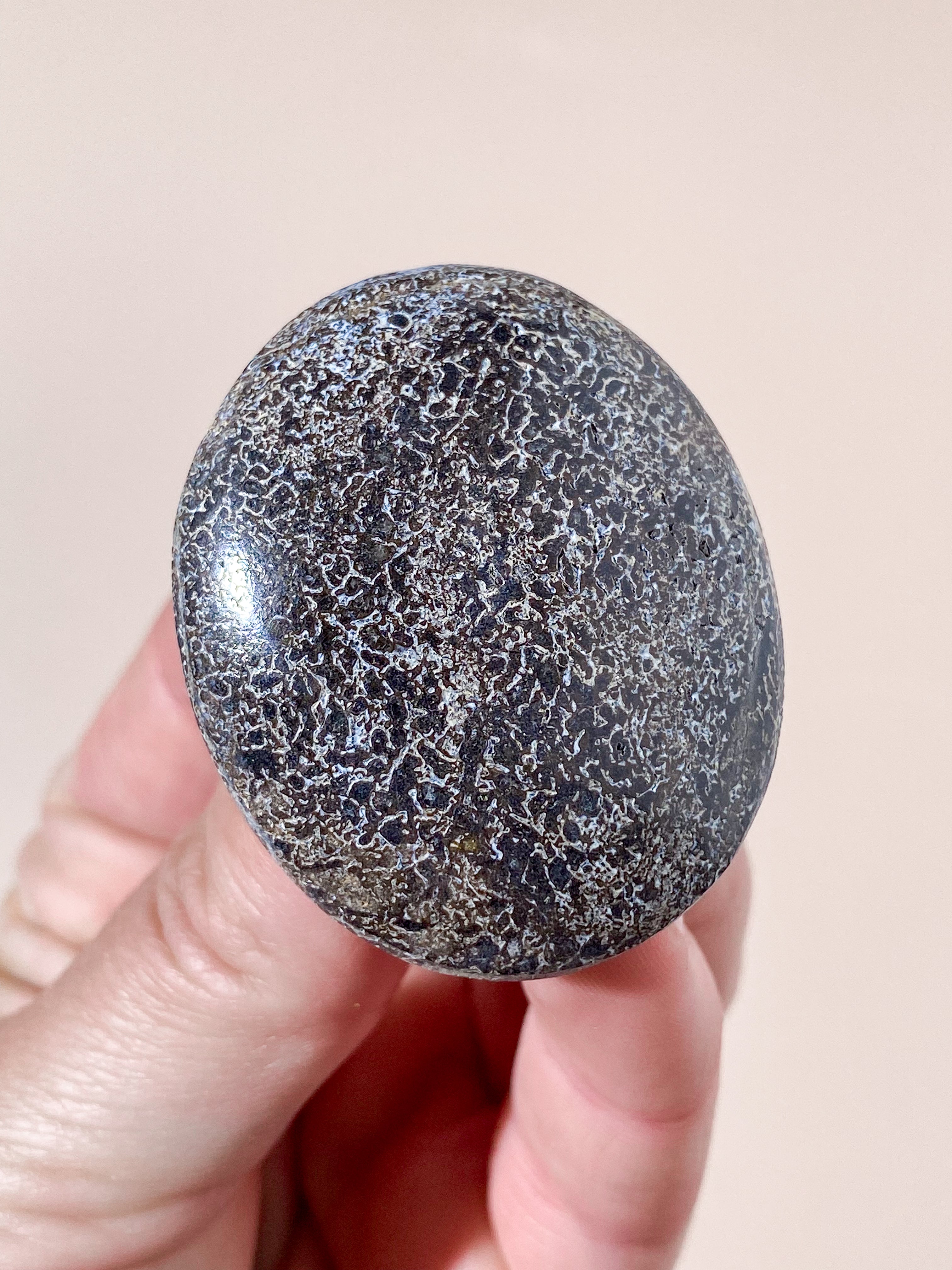 Atlasaurus Dinosaur Fossil Knogle Palmstone (Nr. 17)