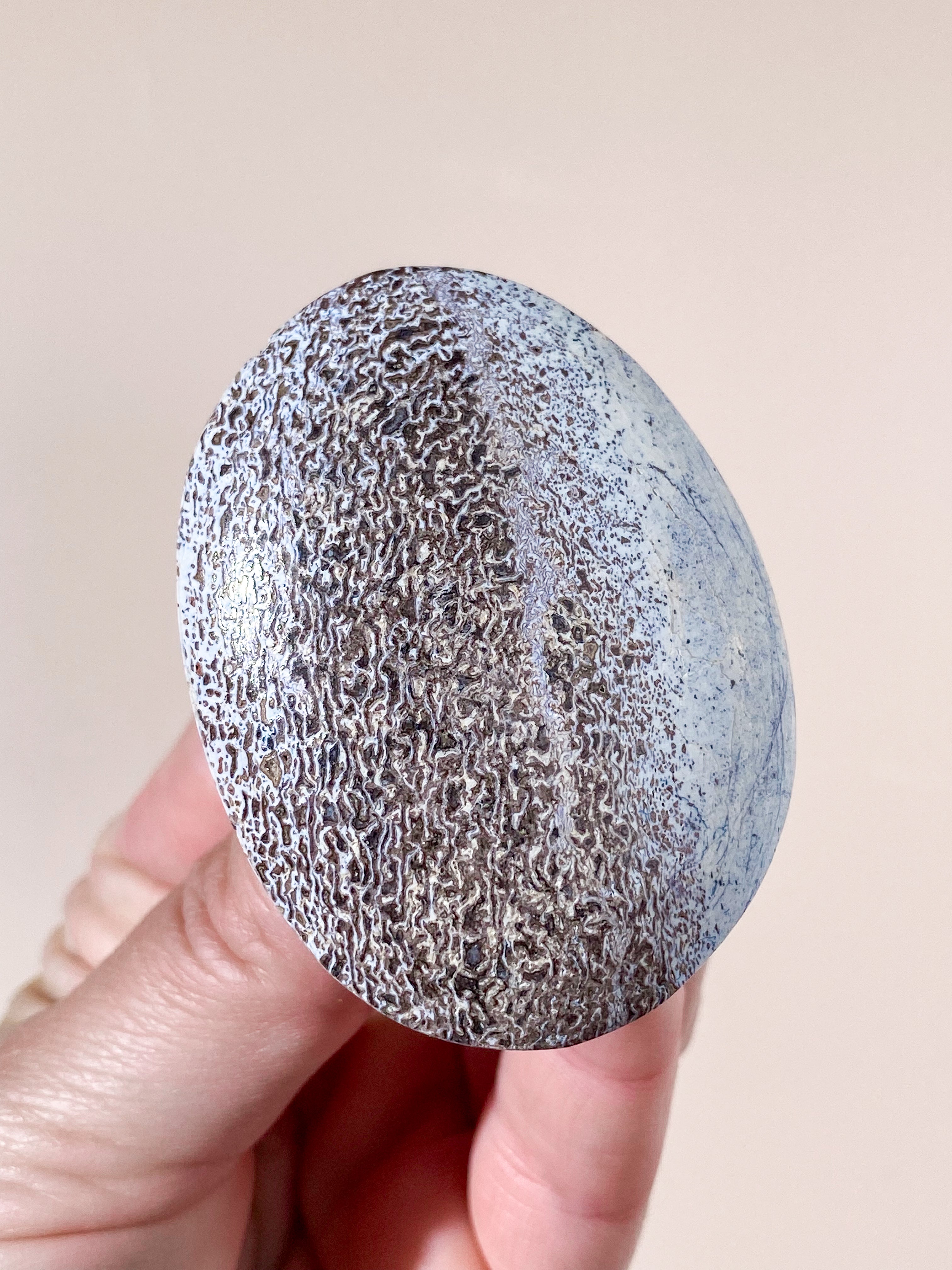 Atlasaurus Dinosaur Fossil Knogle Palmstone (Nr. 18)
