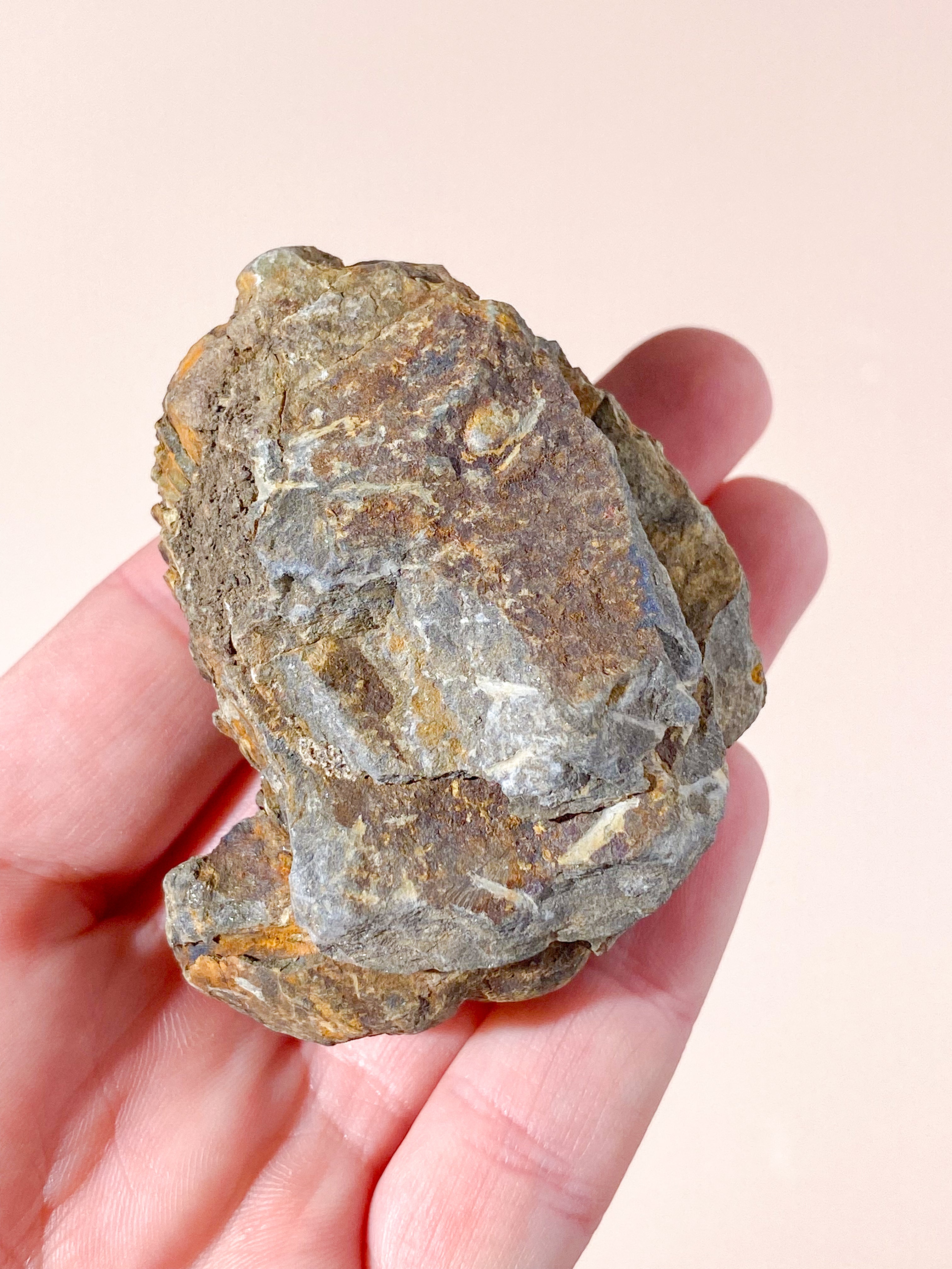 Trilobit Fossil (Nr. 1)