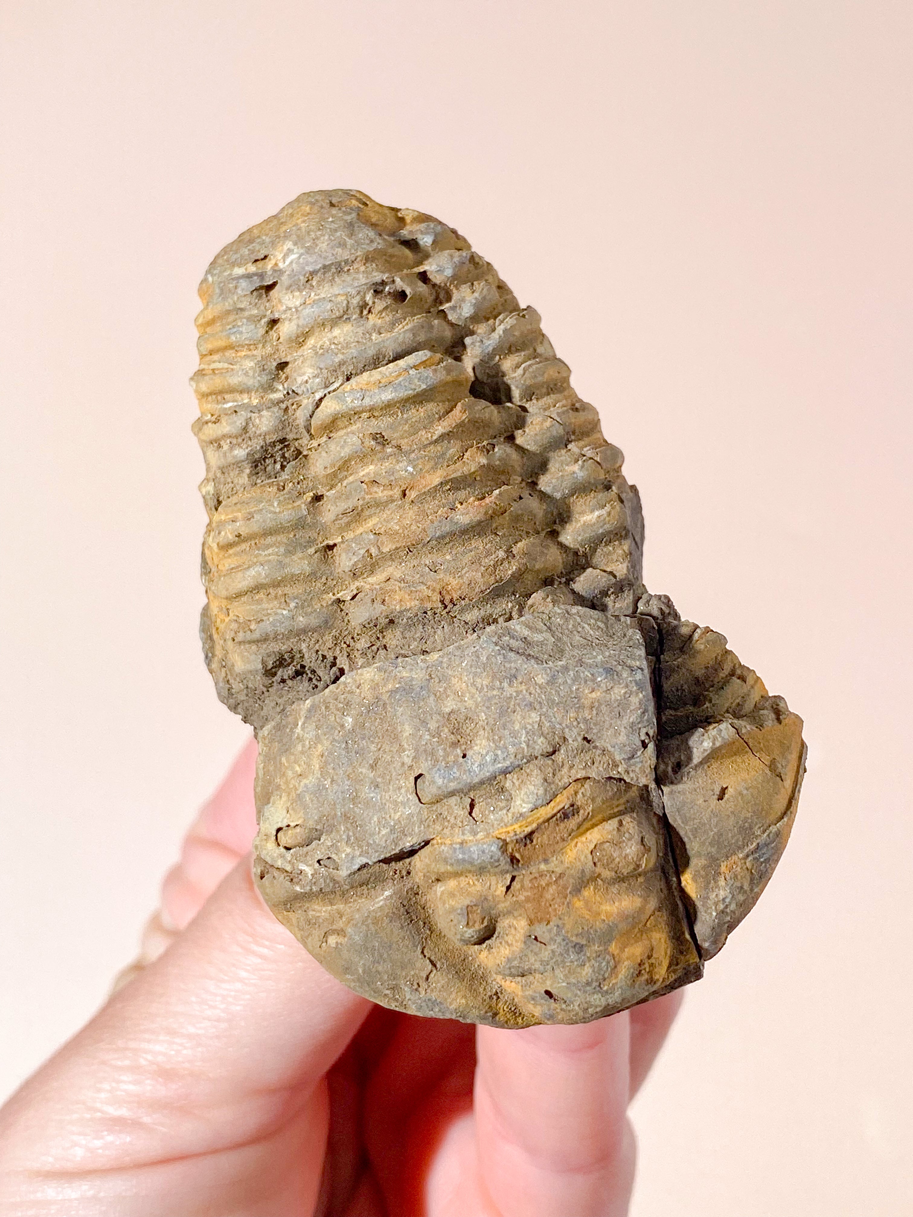 Trilobit Fossil (Nr. 2)