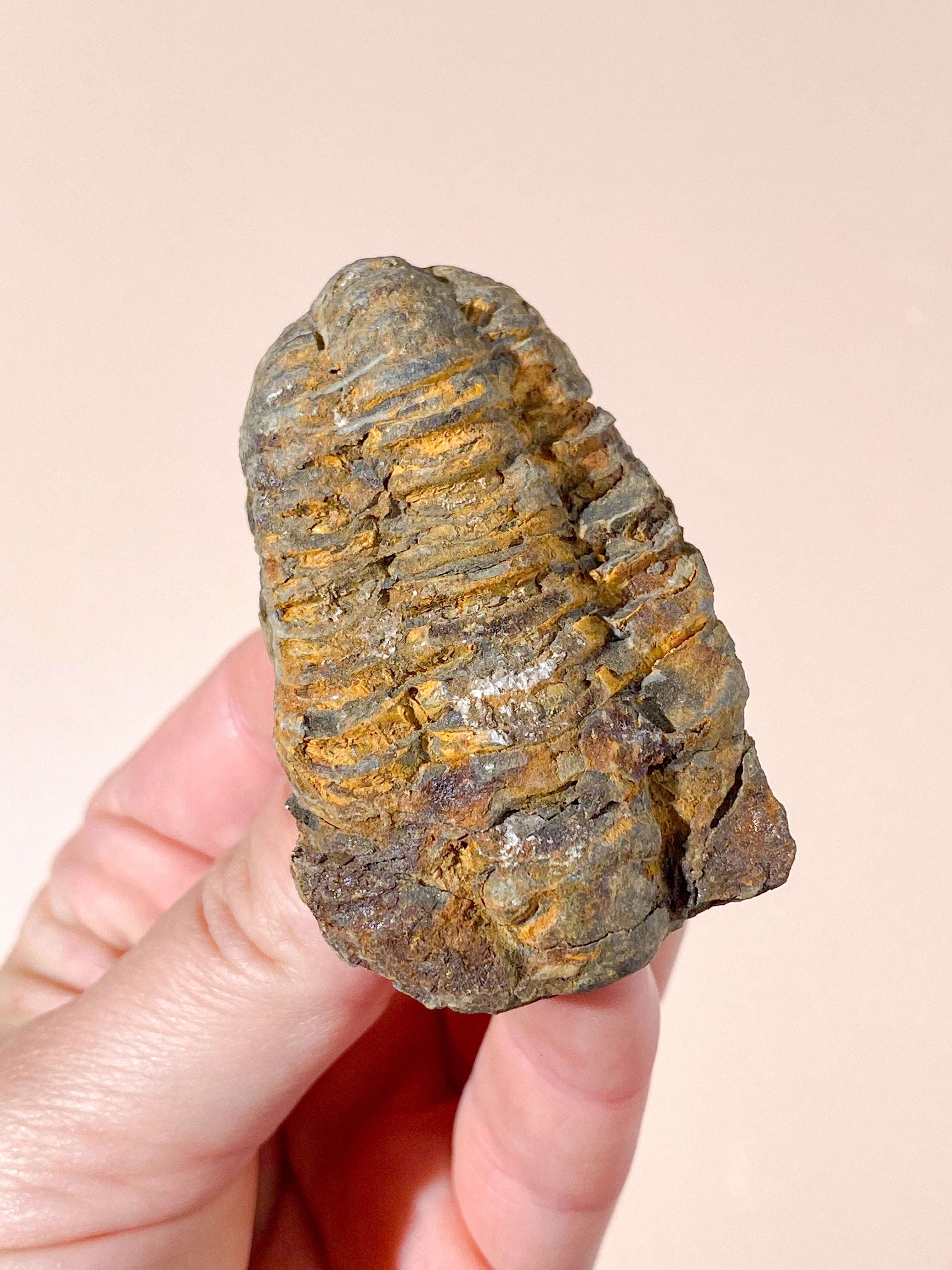 Trilobit Fossil (Nr. 4)