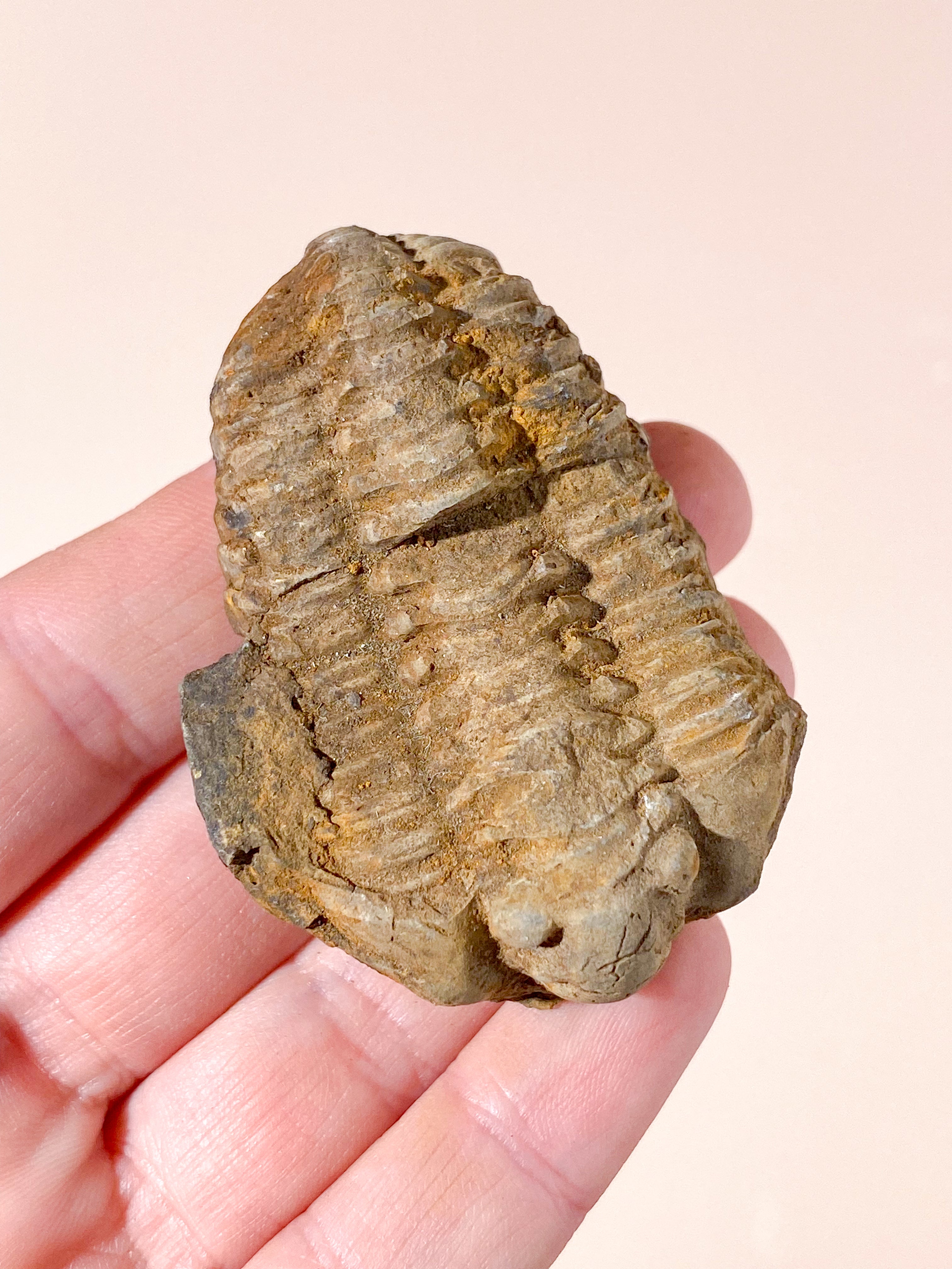Trilobit Fossil (Nr. 6)
