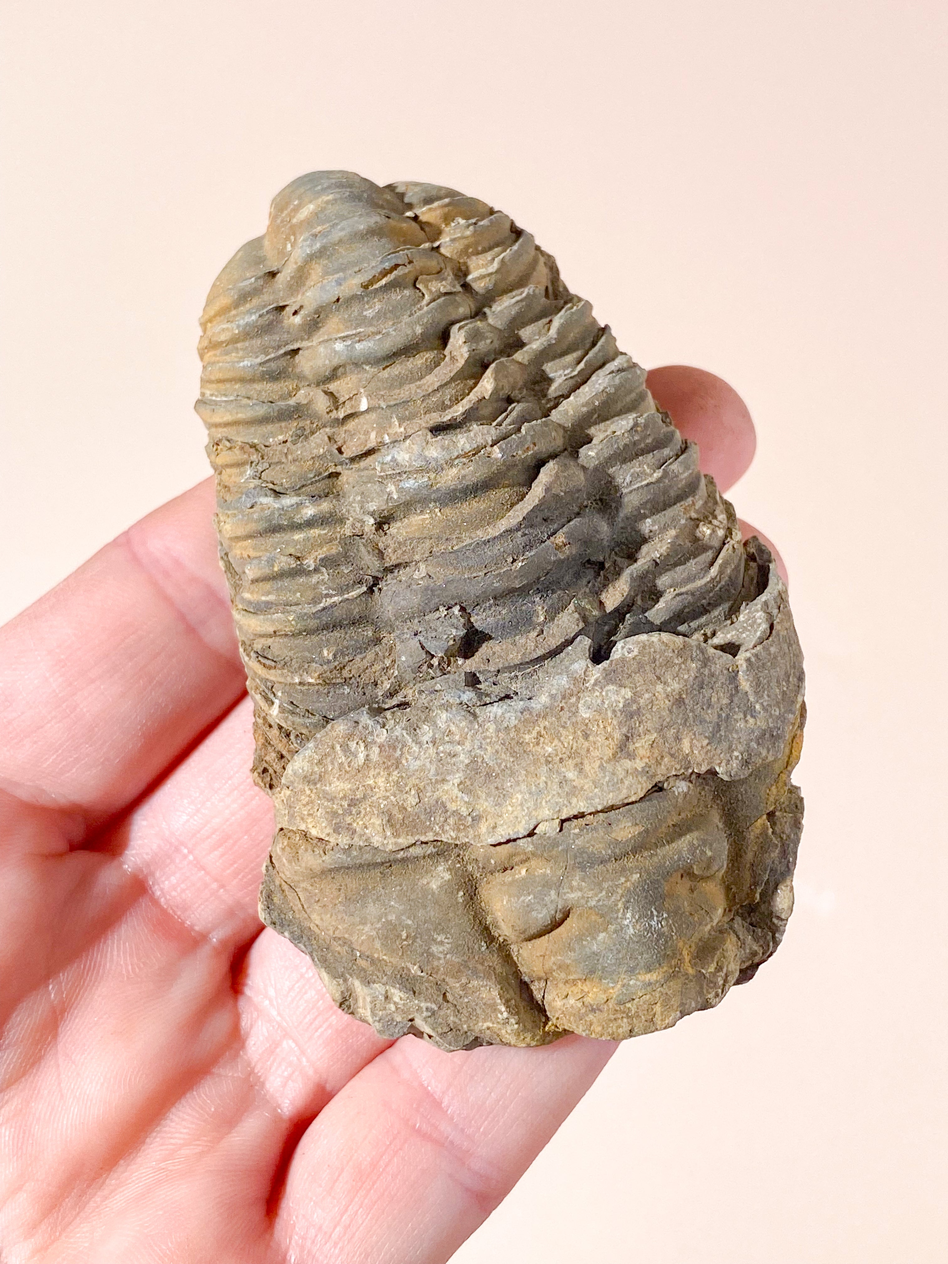 Trilobit Fossil (Nr. 7)
