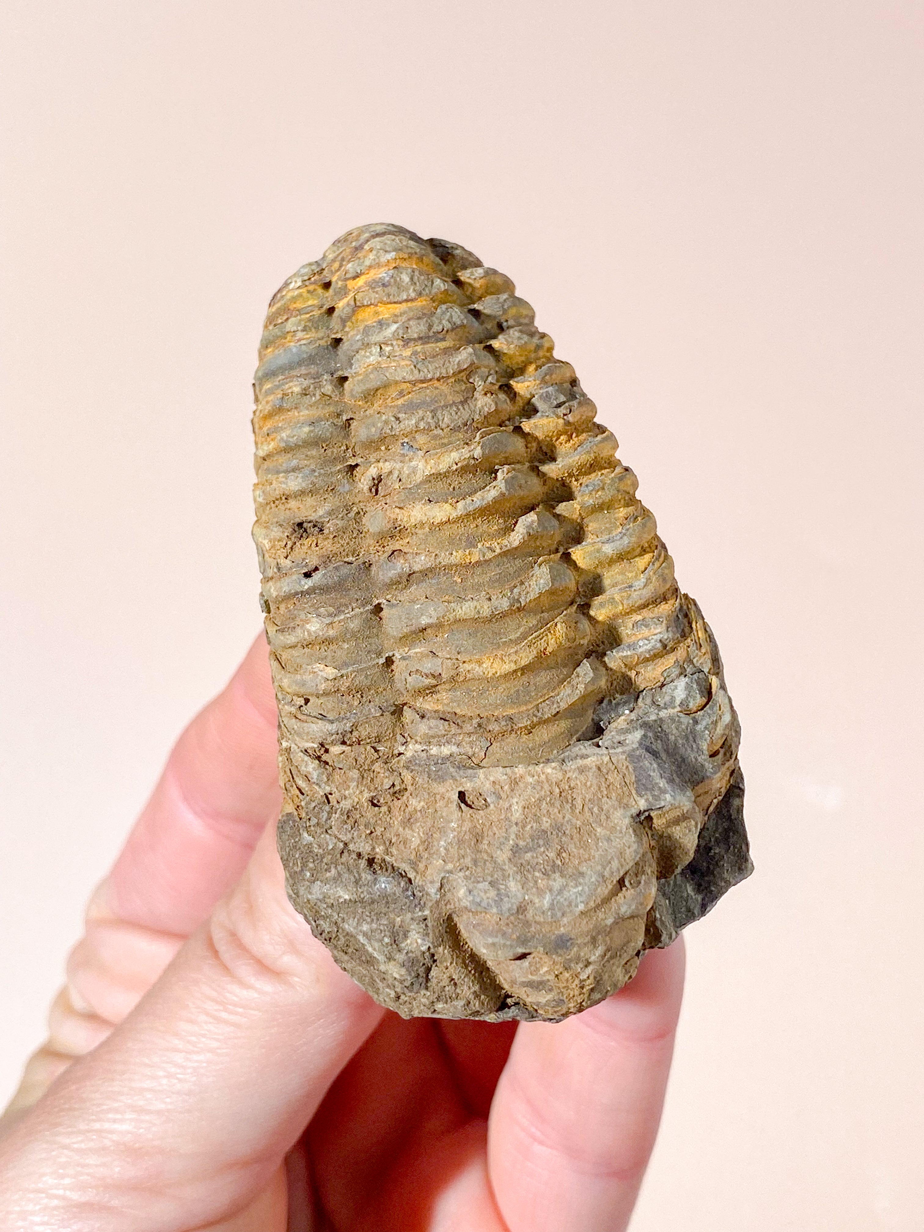 Trilobit Fossil (Nr. 8)