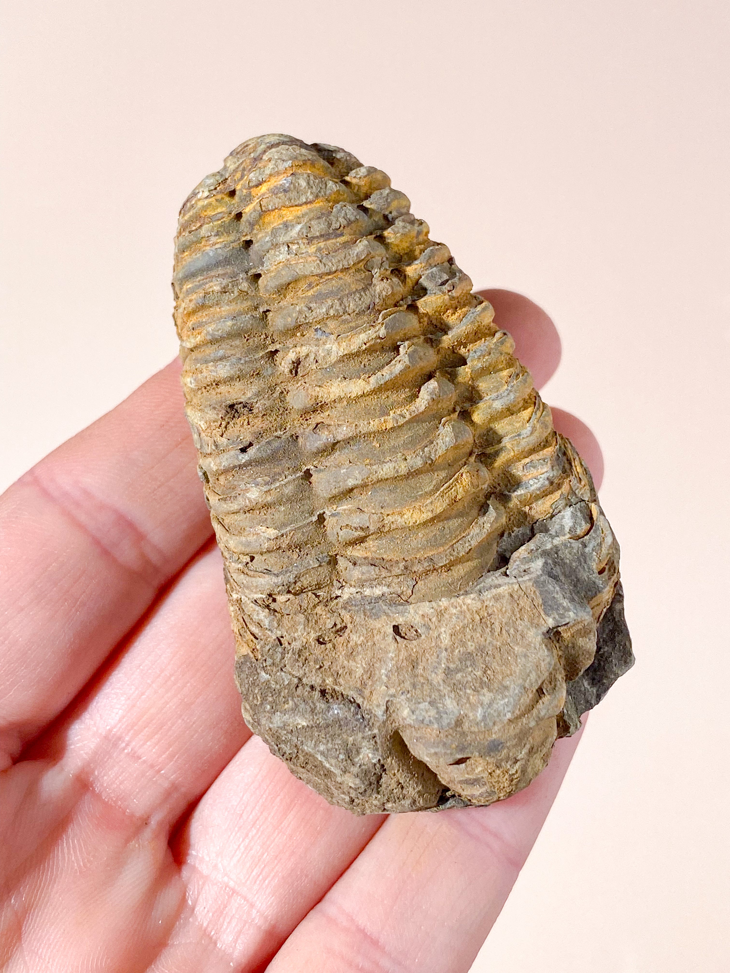 Trilobit Fossil (Nr. 8)