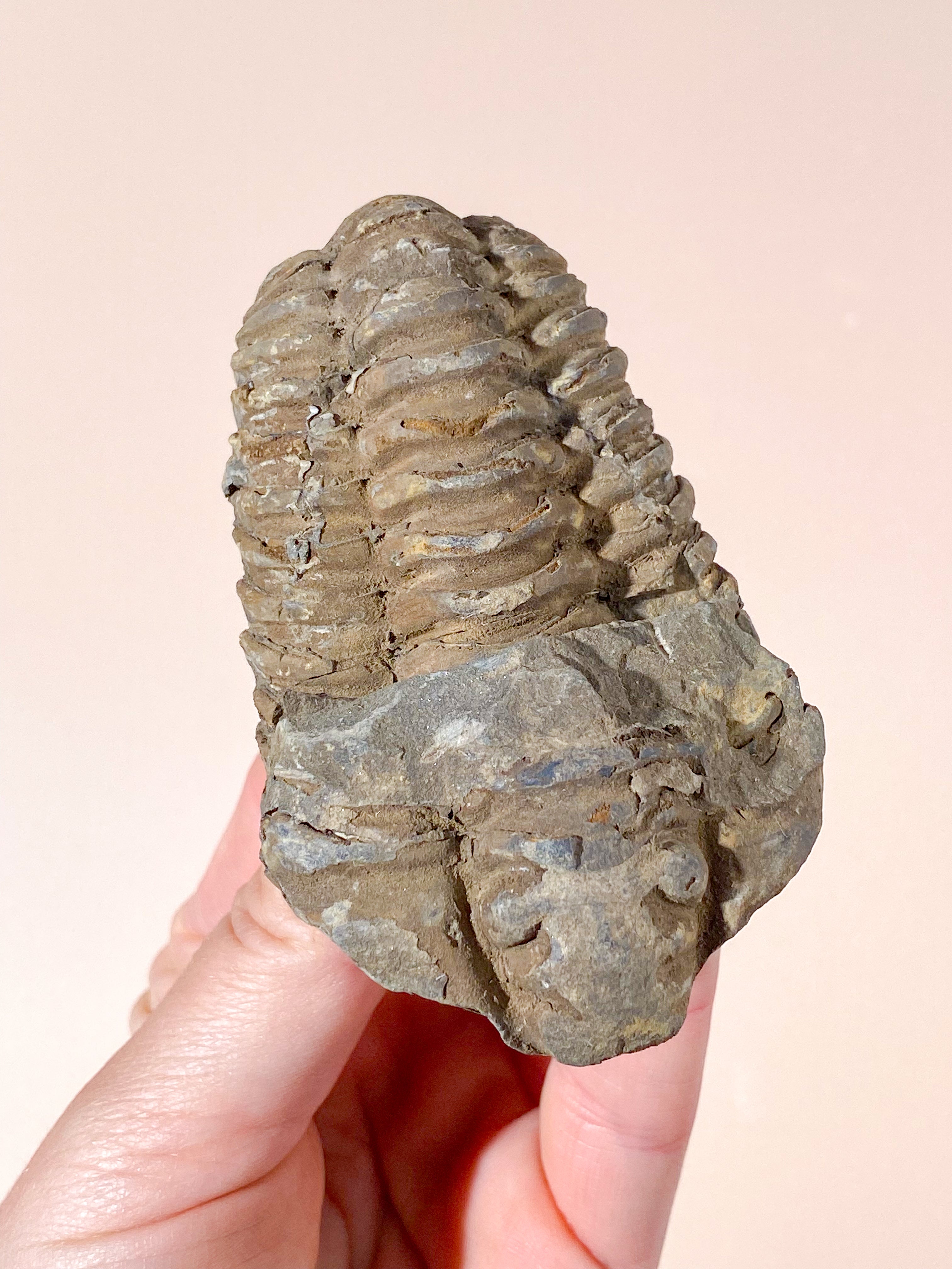 Trilobit Fossil (Nr. 10)