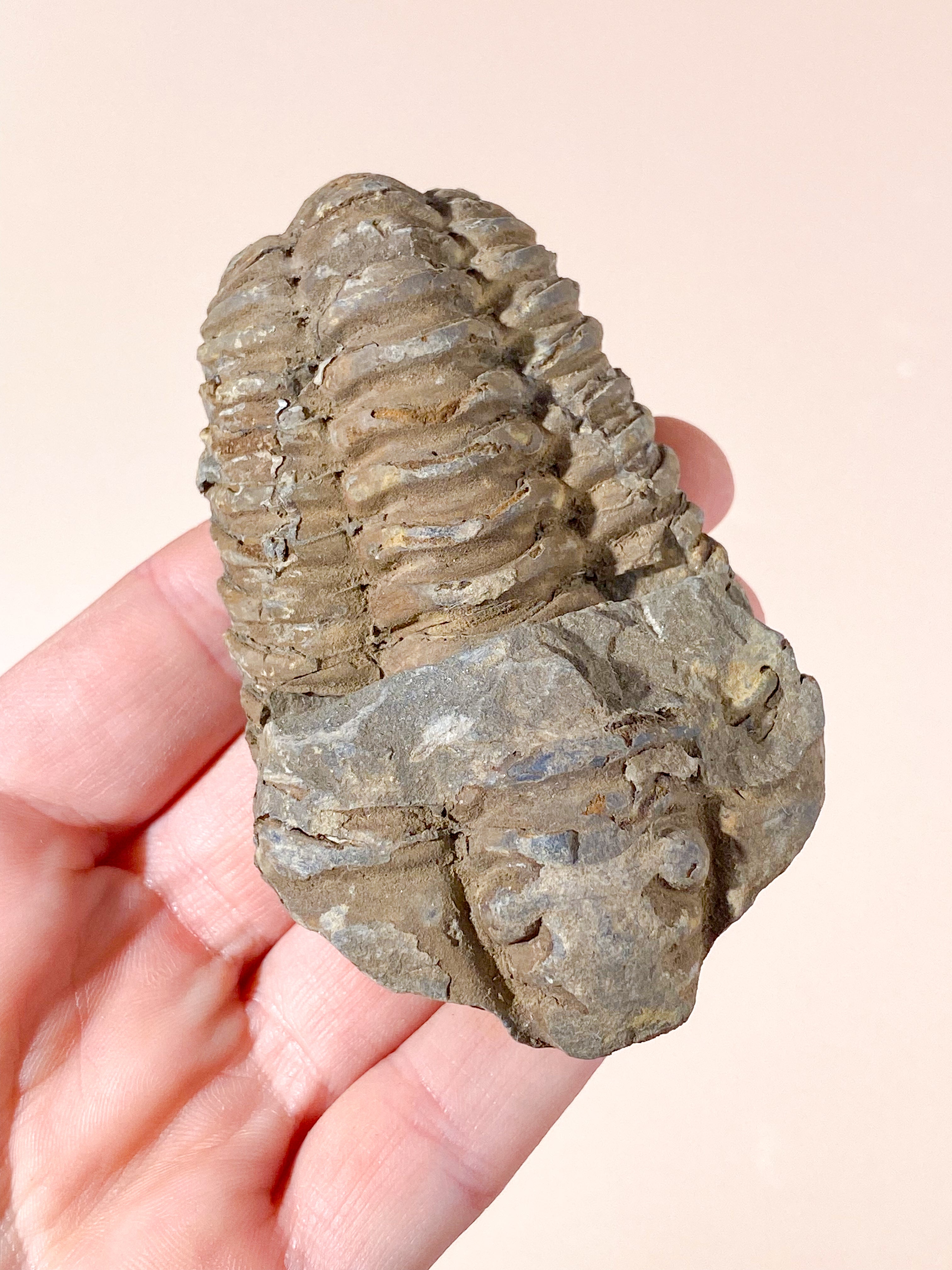 Trilobit Fossil (Nr. 10)