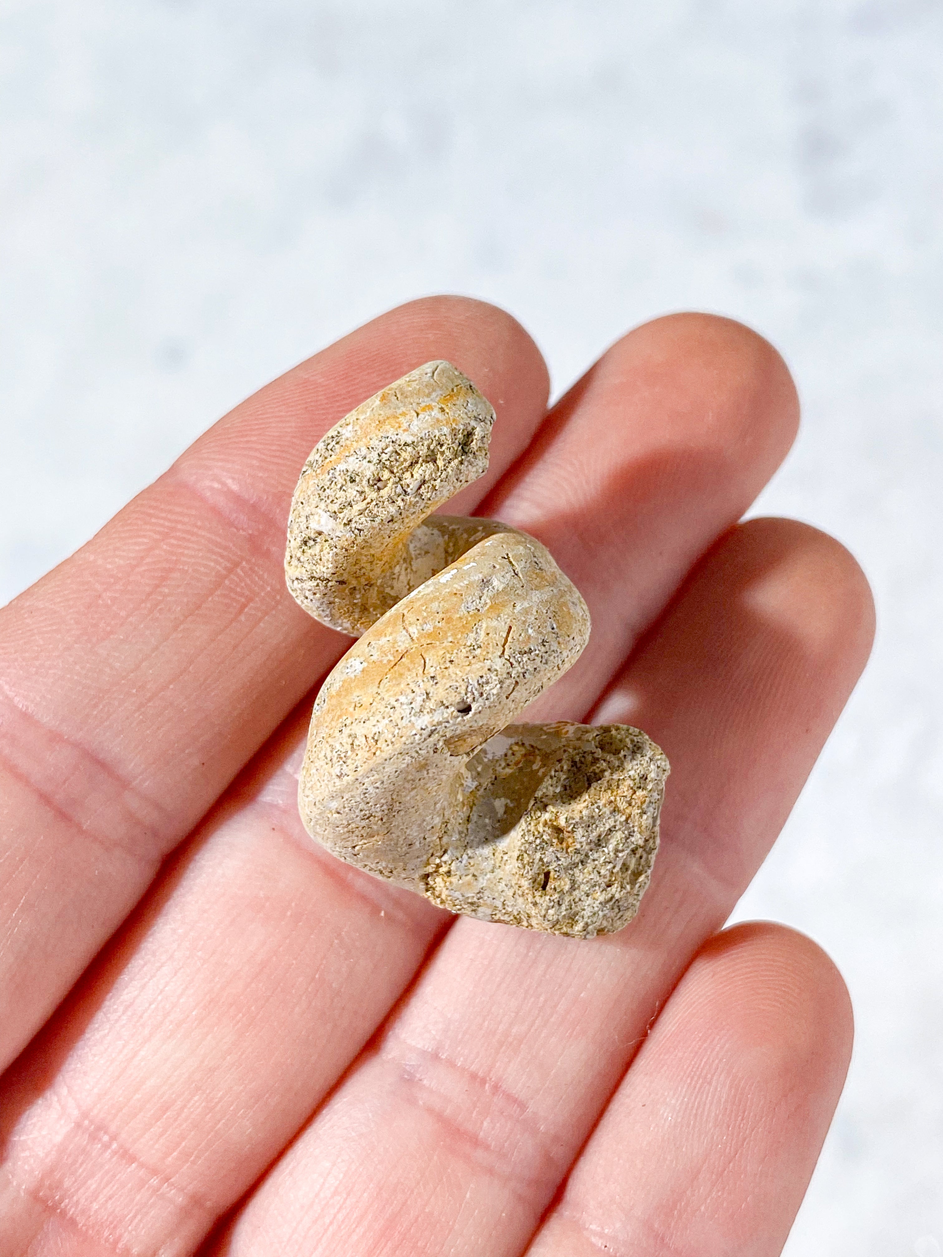 Turritella Fossil (Nr. 3)