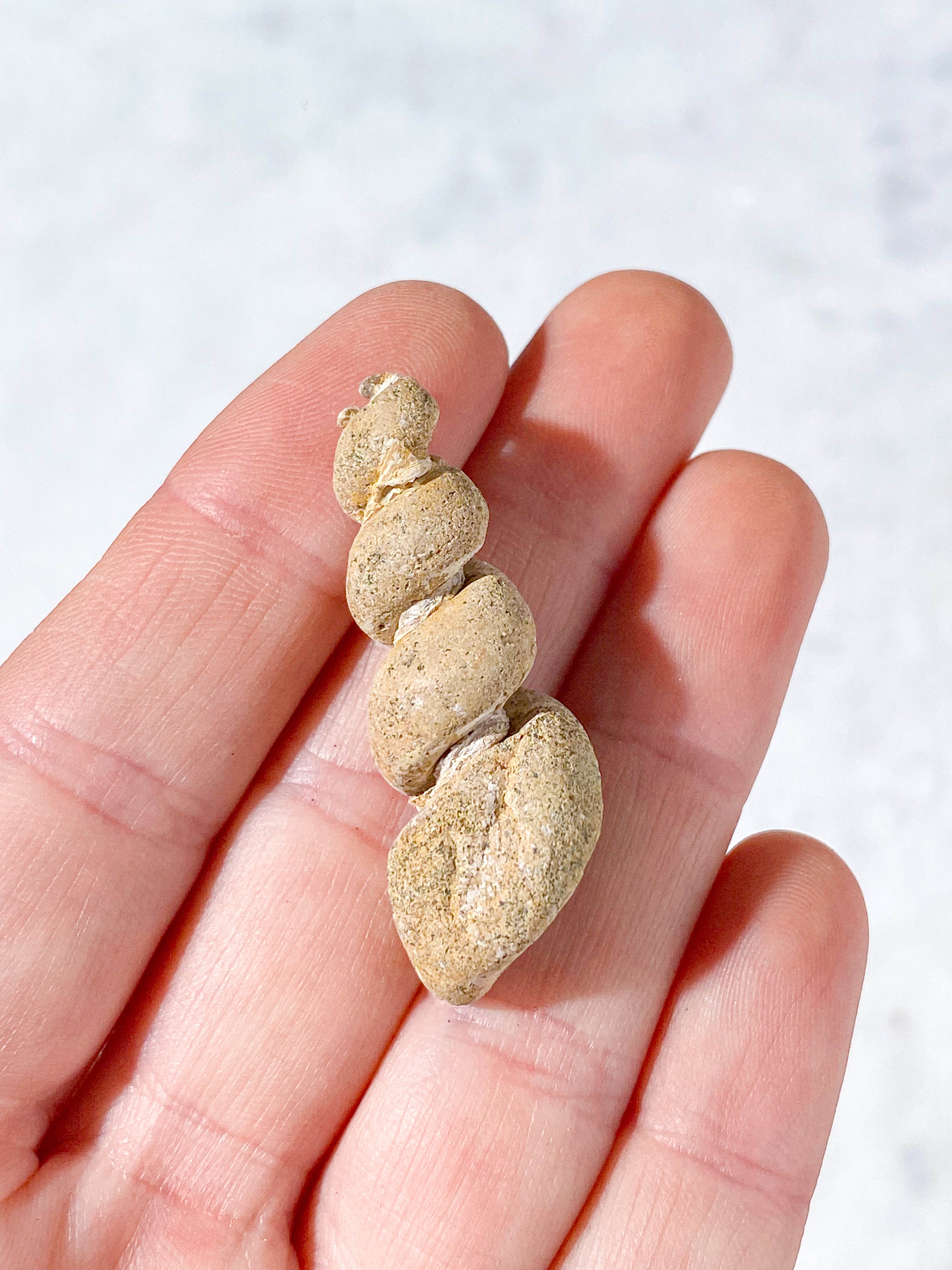 Turritella Fossil (Nr. 5)