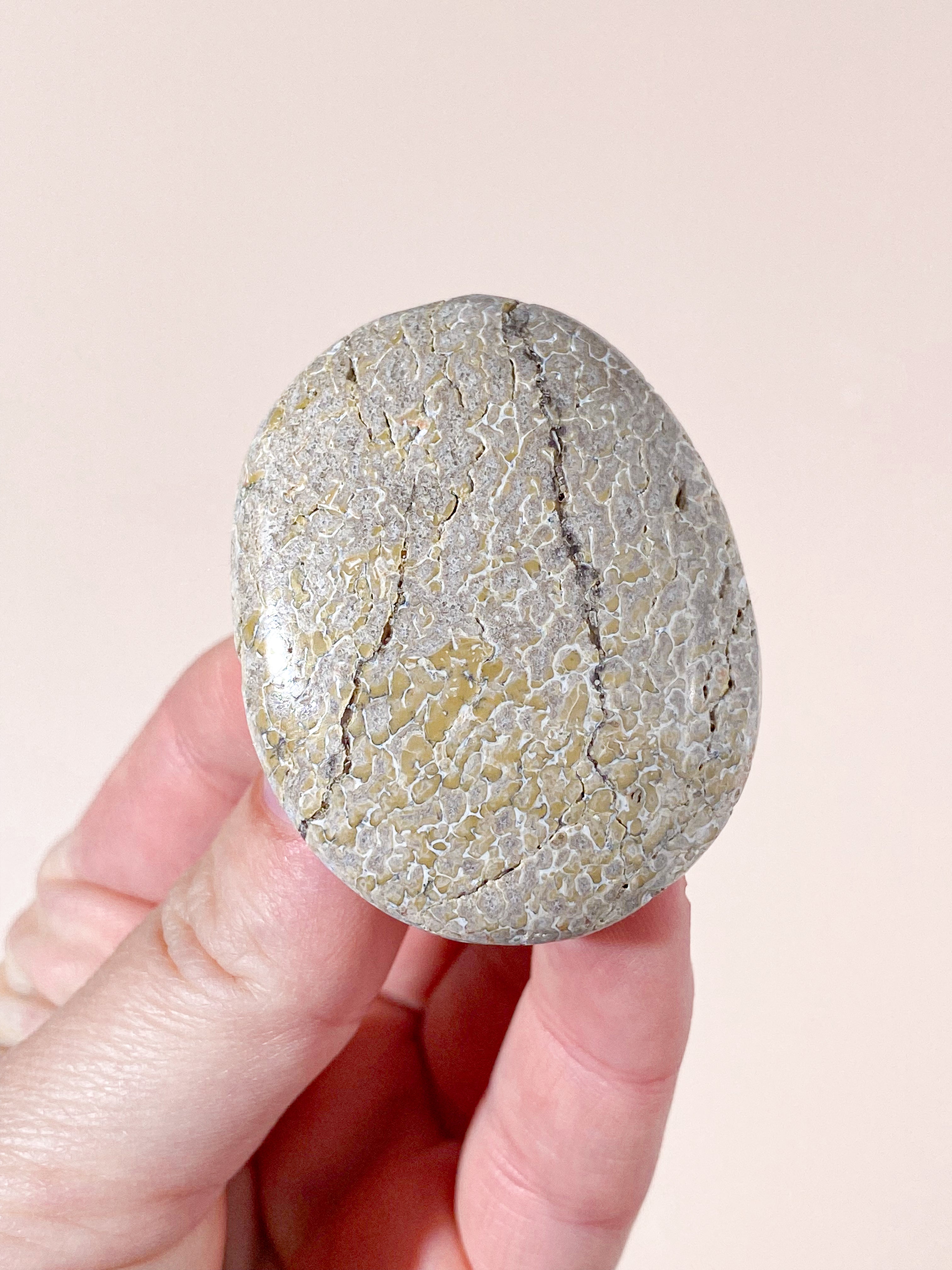 Atlasaurus Dinosaur Fossil Knogle Palmstone (Nr. 1)
