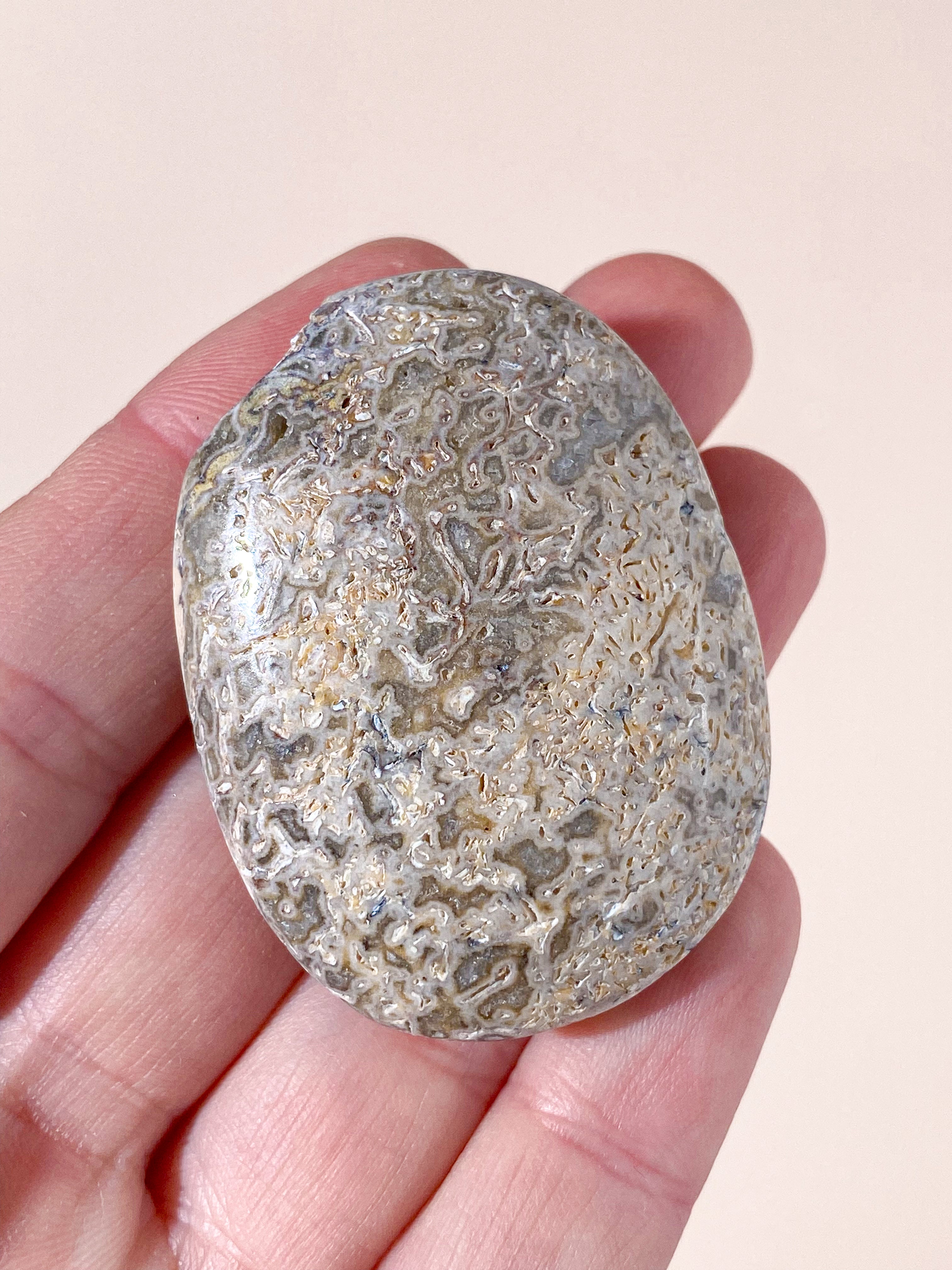 Atlasaurus Dinosaur Fossil Knogle Palmstone (Nr. 4)